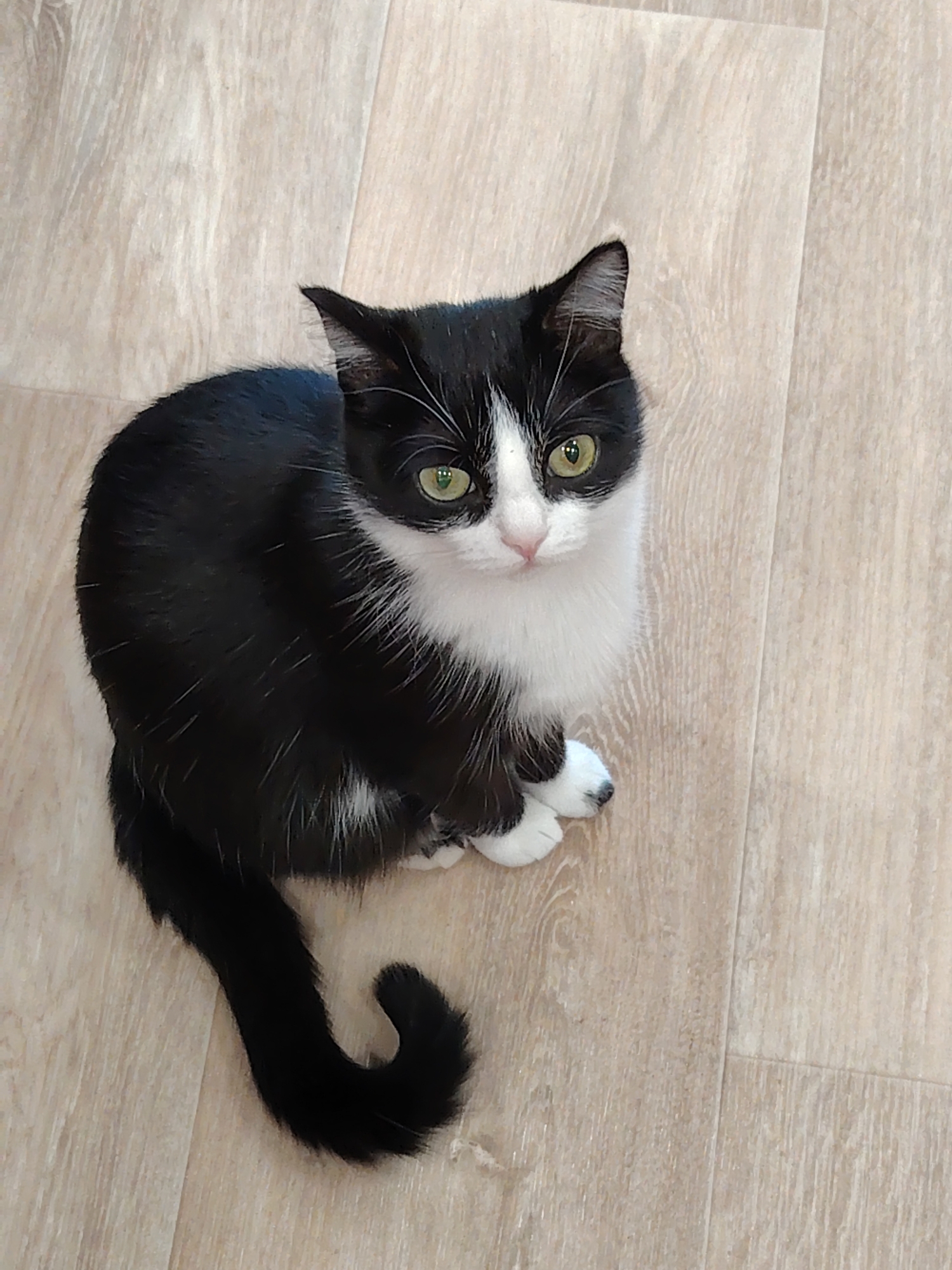 A medium-high angle shot depicts a black and white cat sitting on a light-colored, wood-like floor. The cat is predominantly black with white markings on its face, chest, and paws. It has green eyes and its tail is curled slightly to the left. The floor is composed of light brown, wood-grain-textured planks. The location is in the city of Unknown, Unknown.