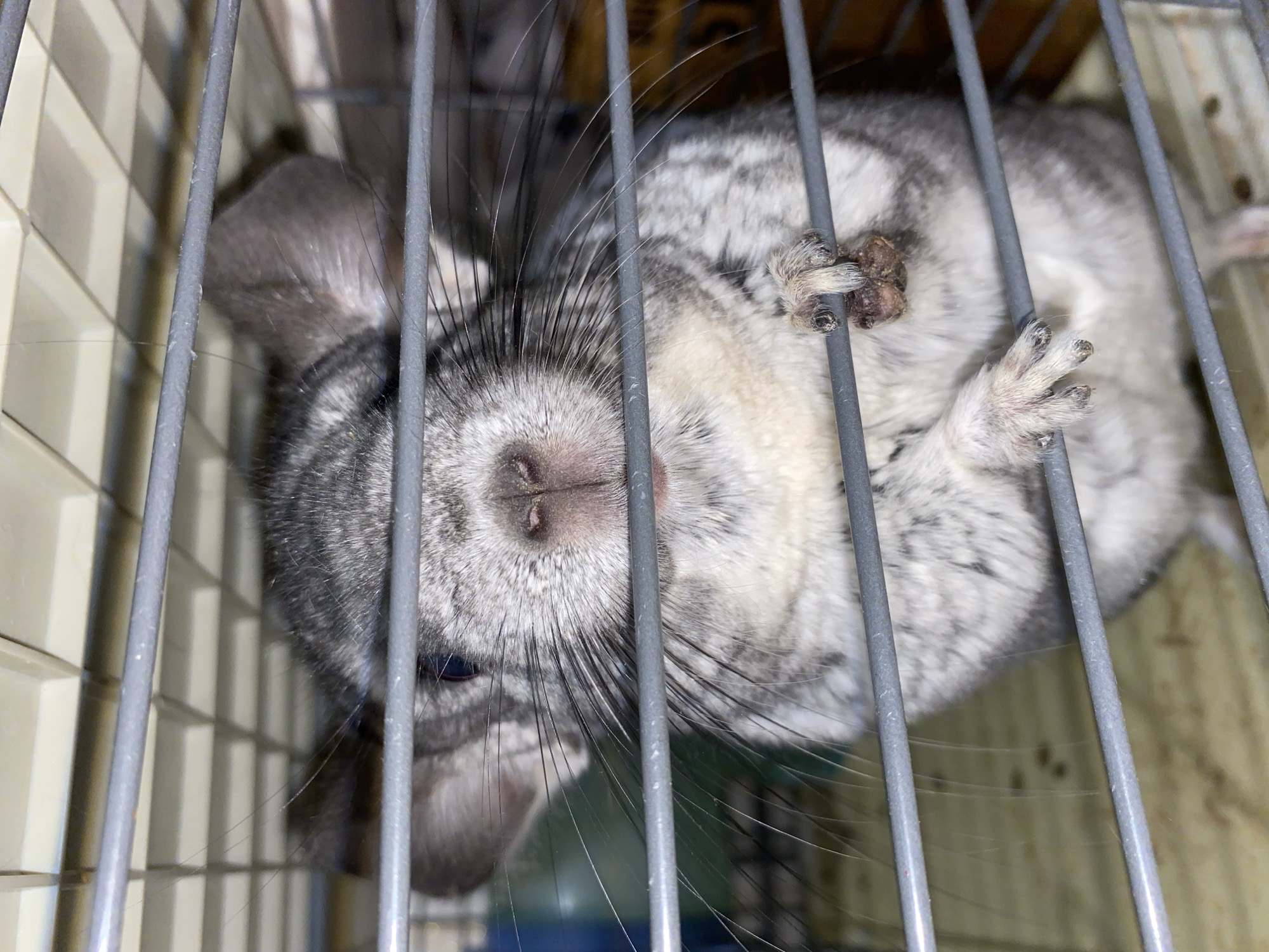 A gray and white chinchilla is photographed inside a metal cage. The chinchilla is lying on its back with its paws raised towards the camera. The animal's nose and whiskers are prominent in the foreground. The cage bars obscure parts of the chinchilla's body. The cage appears to be located indoors. There is no evidence to place the image in Votkinsk, Russia.