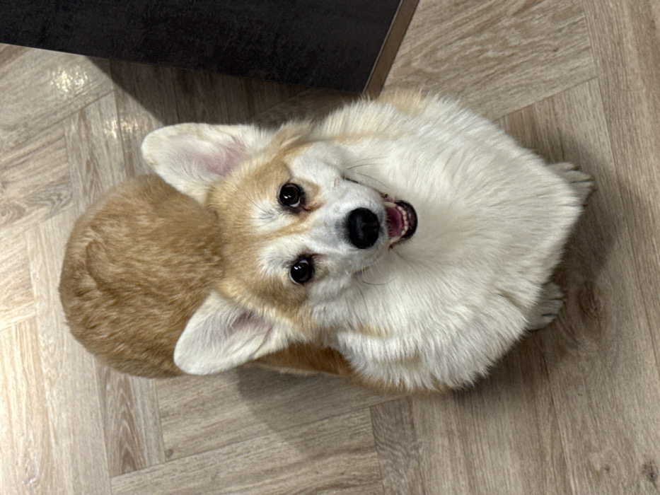 A tan and white corgi sits on a wood-look tile floor, looking up. The dog’s mouth is open, and teeth are visible. Part of a dark piece of furniture is in the top left corner. The corgi’s ears are up and alert, and its dark eyes are focused on the viewer. The lighting is bright and even.