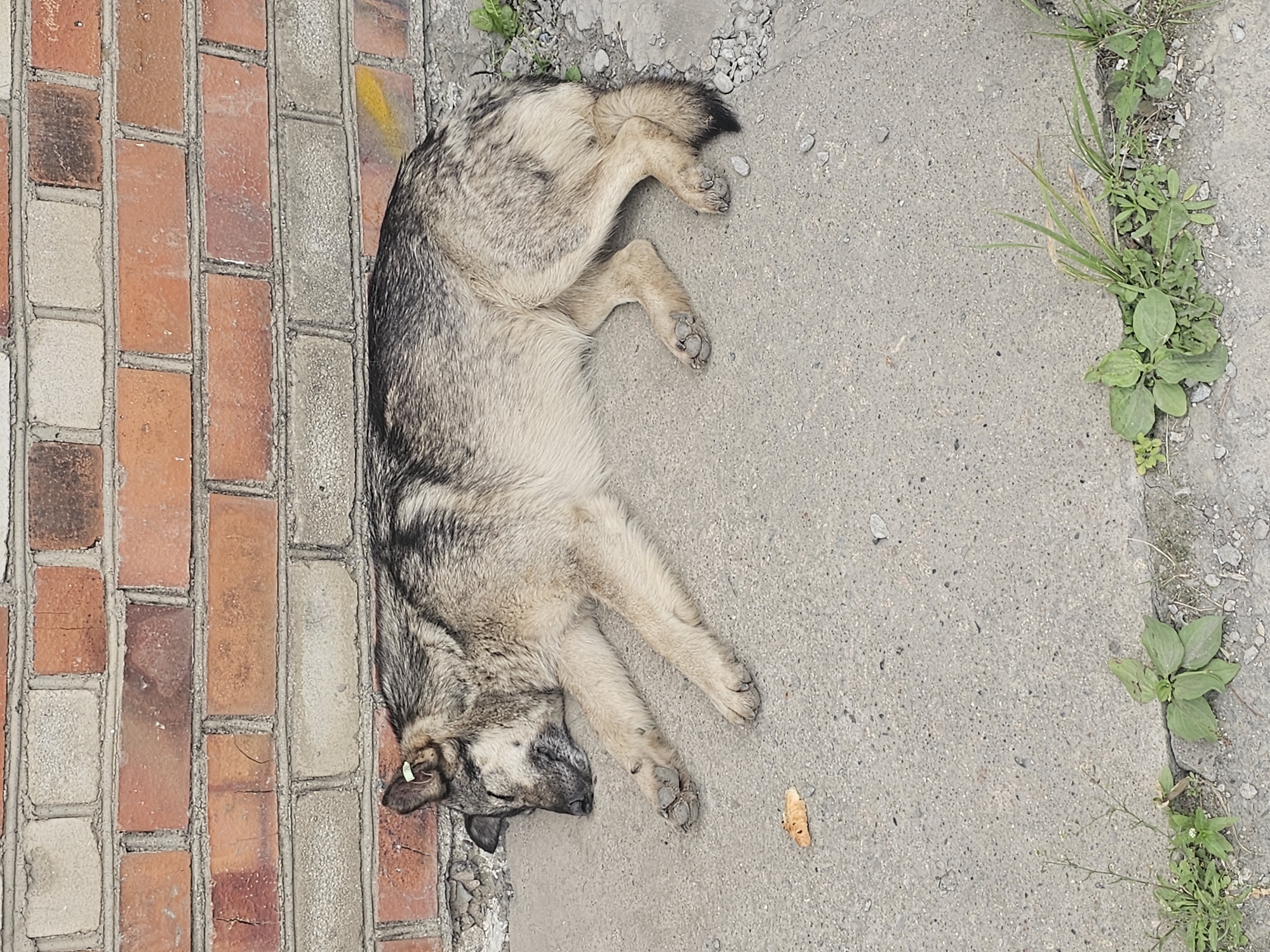 A stray dog is sleeping on the concrete sidewalk in front of a brick wall. The dog is medium-sized with gray and brown fur. It is lying on its side with its eyes closed and its paws extended. A small piece of bread is on the ground near the dog's head. Greenery is visible along the edge of the sidewalk. The scene is consistent with an outdoor environment in an urban area. The image was taken in Luchegorsk, Russia.