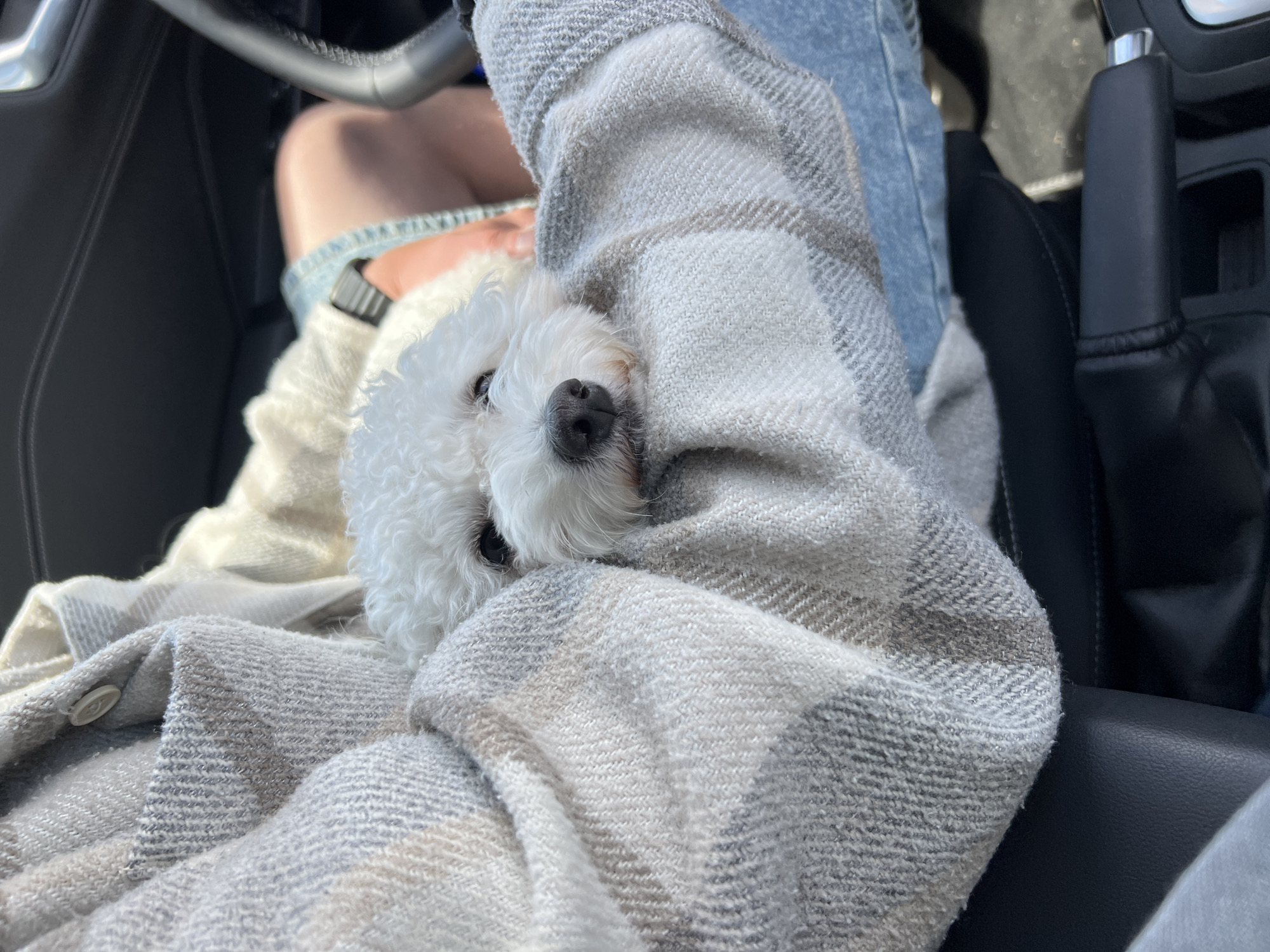 A small, white, curly-haired dog is resting with its head on a person's lap inside a vehicle, in the city of Unknown, Unknown. The dog has dark eyes and a black nose, looking slightly towards the left. The person is wearing a long-sleeved plaid garment in shades of light grey, white, and a darker taupe/grey, featuring a herringbone-like weave pattern and a visible button on the sleeve. Light blue denim jeans and an exposed knee are also visible, along with a black digital watch on the person's left wrist. The car interior is predominantly black, with leather or faux leather upholstery visible on the seats, dashboard, and center console. A black steering wheel is partially visible on the right side of the frame, and a gear shifter is present in the lower right corner. The dog is positioned securely within the person's arms.