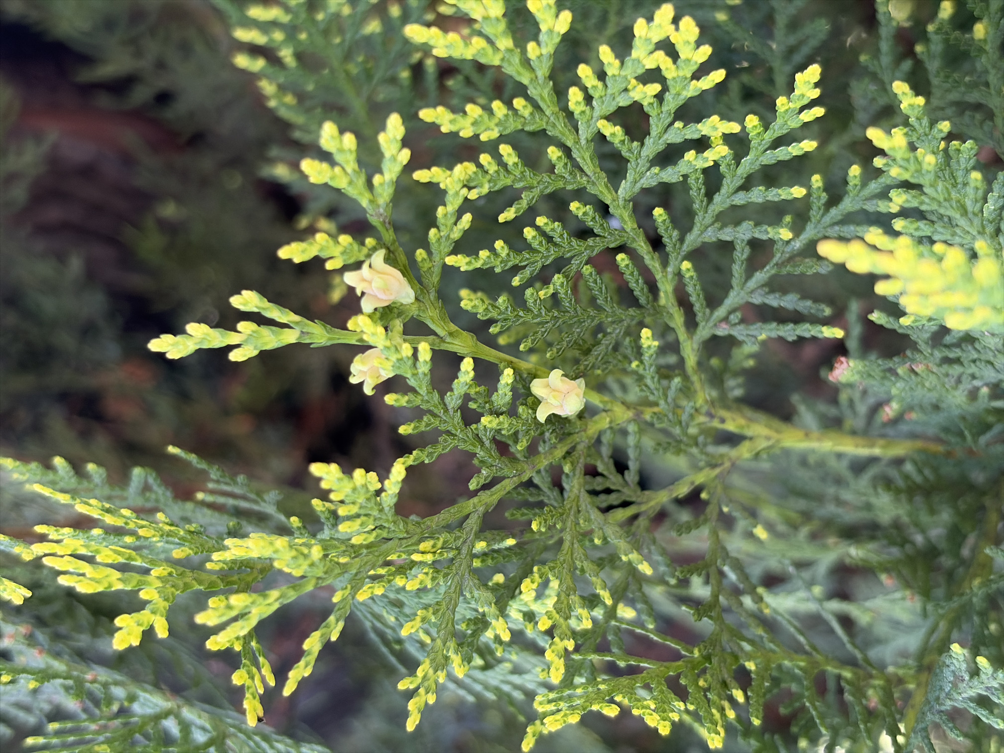 The image presents a close-up view of a coniferous plant, likely a cypress or similar evergreen, showcasing a network of green branches tipped with yellow-green growth. At least three small, pale yellow flowers are visible among the foliage. The background is out of focus, suggesting other similar plants in the distance, but no structures or people are visible. The image suggests an outdoor setting, potentially a garden or park.