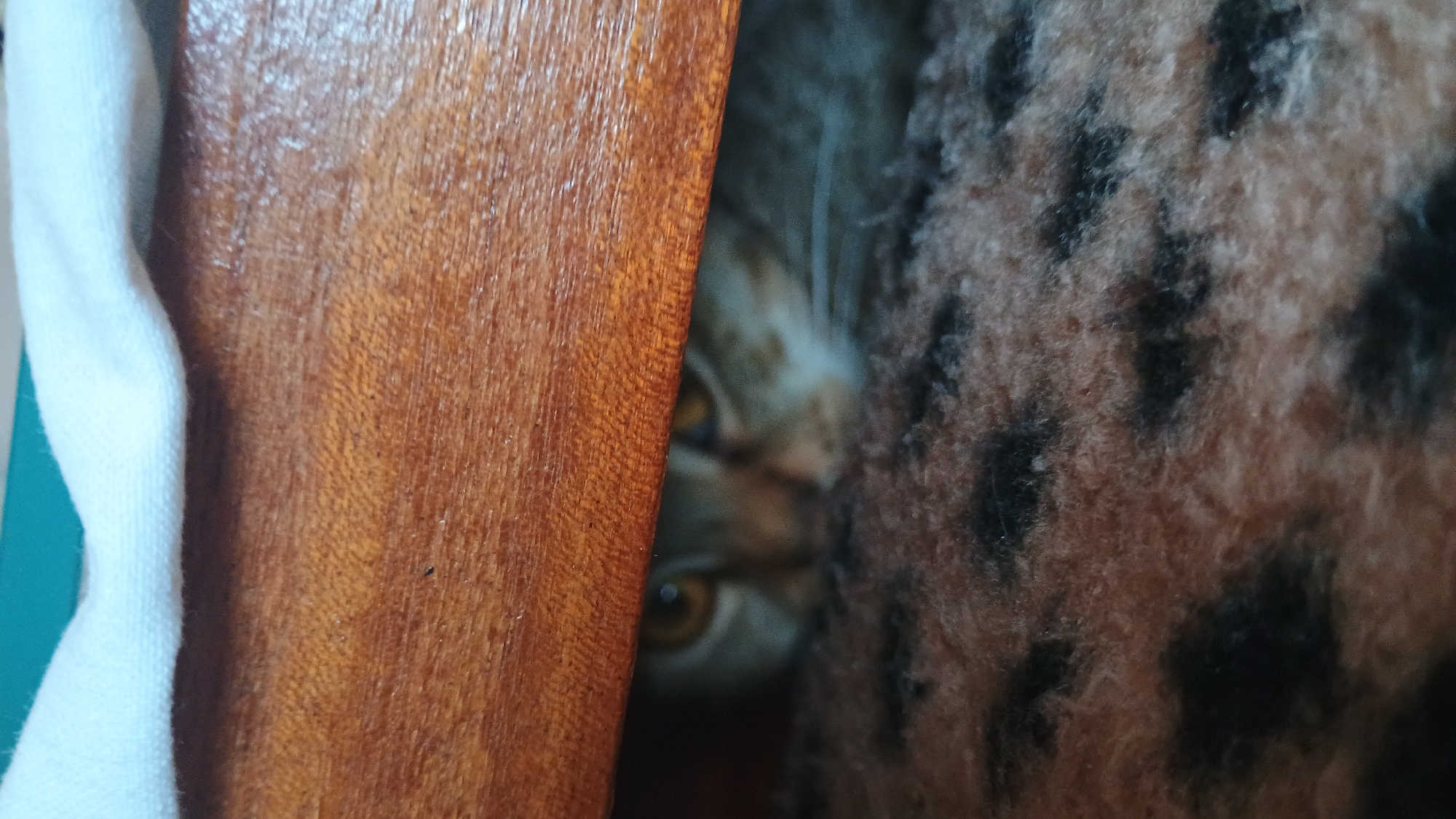 A cat's face is peeking out from underneath a wooden surface, with its eyes open and looking forward. The cat has a light brown and white striped coat, with darker stripes around its eyes. The wooden surface appears to be part of a piece of furniture, possibly a bed frame or a table. The cat is lying on a fuzzy brown and black patterned rug. The background is blurry, but it appears to be a light-colored fabric. The image is taken from a low angle, looking up at the cat. The scene is indoors, likely in a domestic setting in the city of Sokolov, Czechia.