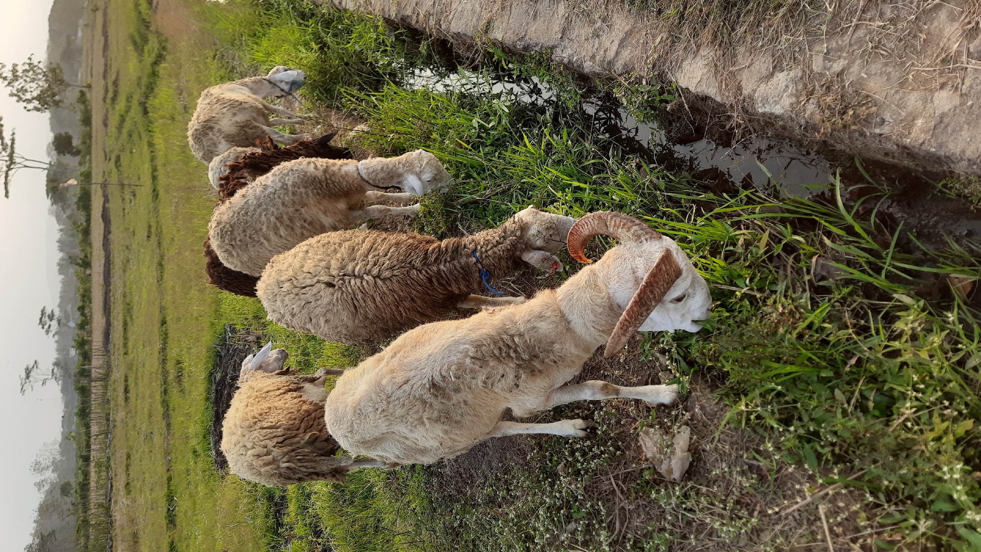 In Minggir, Indonesia, a group of sheep graze in a grassy field with a small irrigation ditch. The sheep, varying in color from white to brown, are gathered near the ditch, with several of them bending down to eat grass. One sheep in the foreground is particularly prominent, facing the viewer and displaying large, curved horns. The background shows a cultivated field and distant trees, under a pale sky, suggesting an agricultural setting.