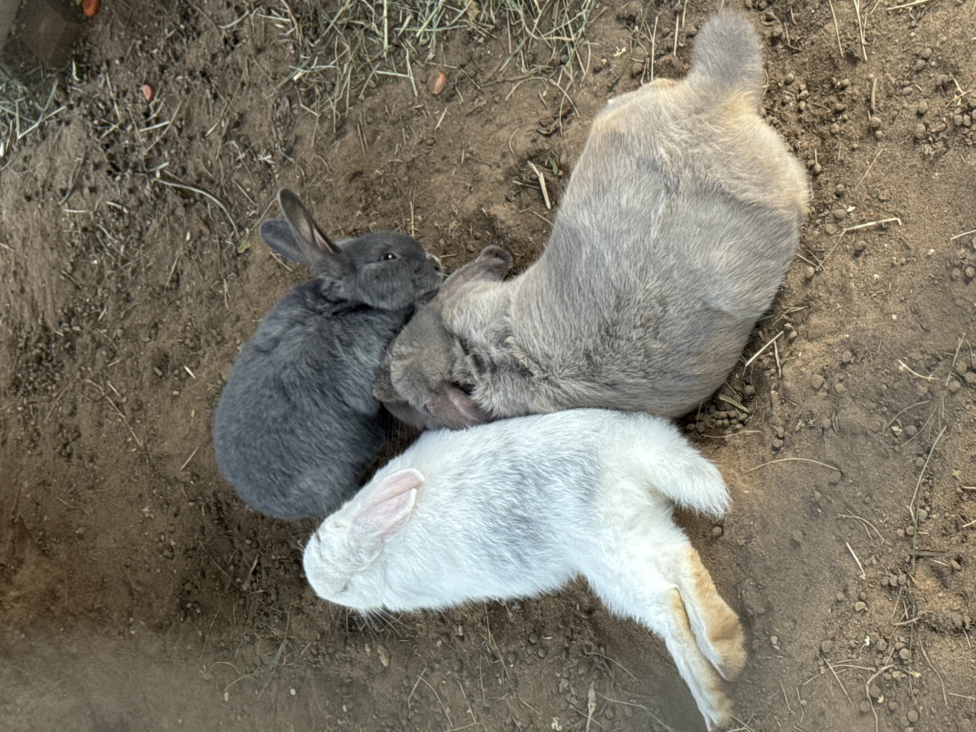 Three rabbits are lying on the dirt ground. One is white, one is dark gray, and one is light gray. The white rabbit is lying on its side, with its legs extended. The dark gray rabbit is lying on its stomach, with its head turned to the side. The light gray rabbit is lying on its stomach, with its head resting on the ground. The ground is covered in dirt and small rocks, and there are some dry grass and twigs scattered around. The image appears to have been taken outdoors in a rural or semi-rural setting. There is no information in the image to suggest a specific location in the city of Chaikovsky, Russia.