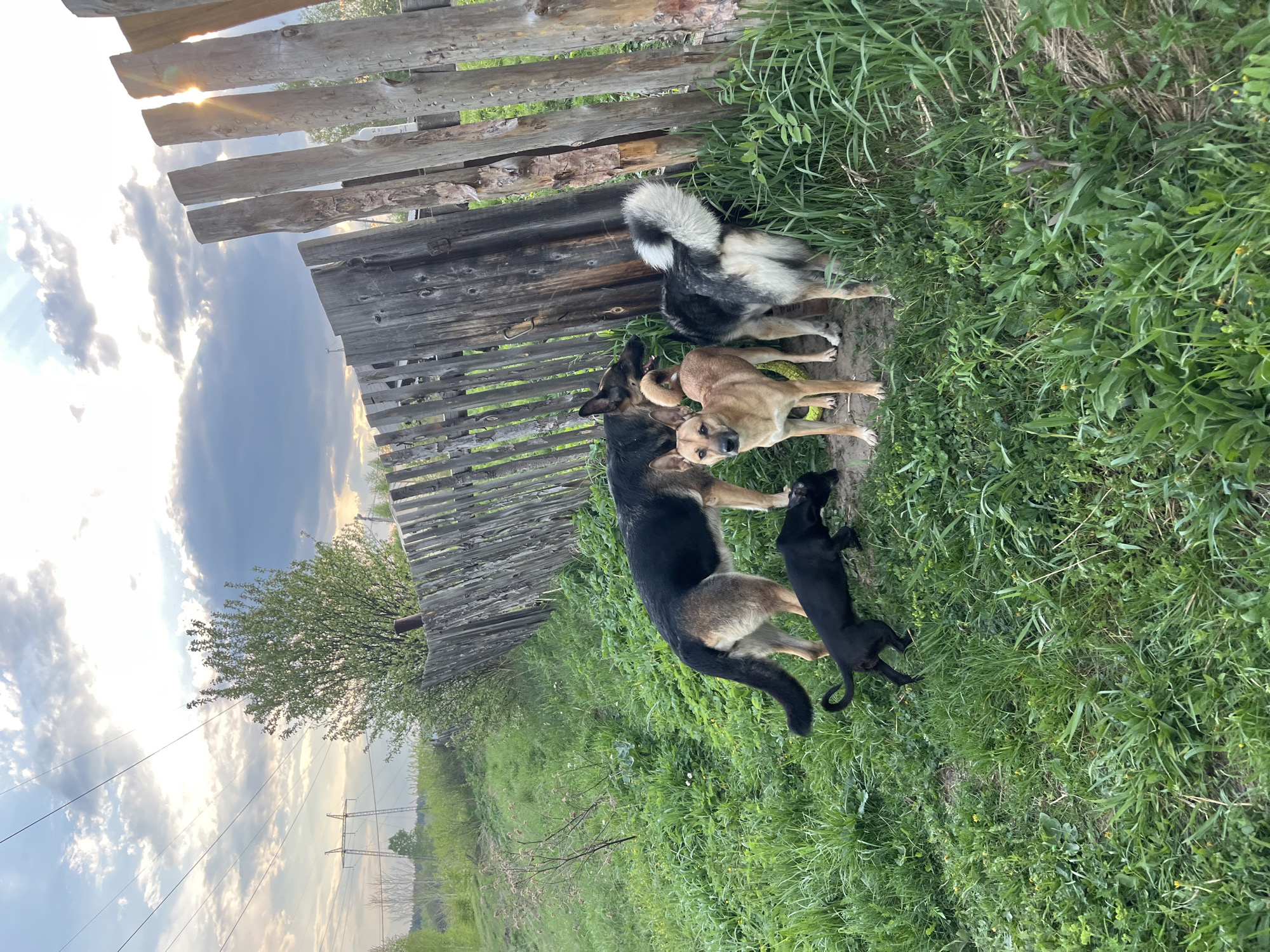 A group of dogs is gathered in a grassy area next to a weathered wooden fence. The group includes a large black and tan dog, possibly a German Shepherd, a husky, two light-brown dogs and a small black puppy. The dogs are positioned near each other, suggesting some interaction within the group. The setting appears to be outdoors, with green vegetation covering the ground. A portion of the sky and sun is visible in the background on the left. The location can not be determined to be in Nizhny Tagil, Russia.
