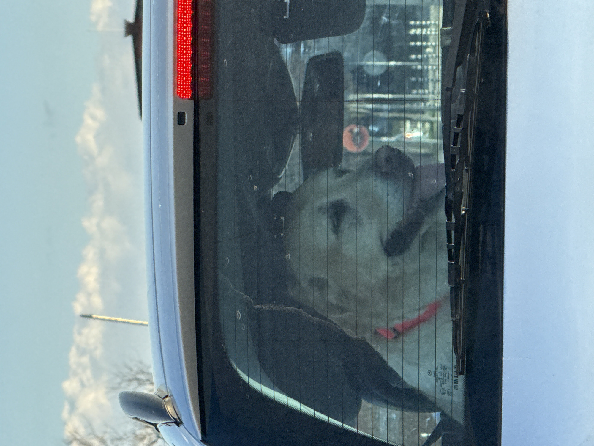 A light-colored dog with a red collar is inside a car. The car's back window is visible, along with the rear windshield wiper. A red taillight is on the upper left side of the image. The location is unknown and cannot be determined.
