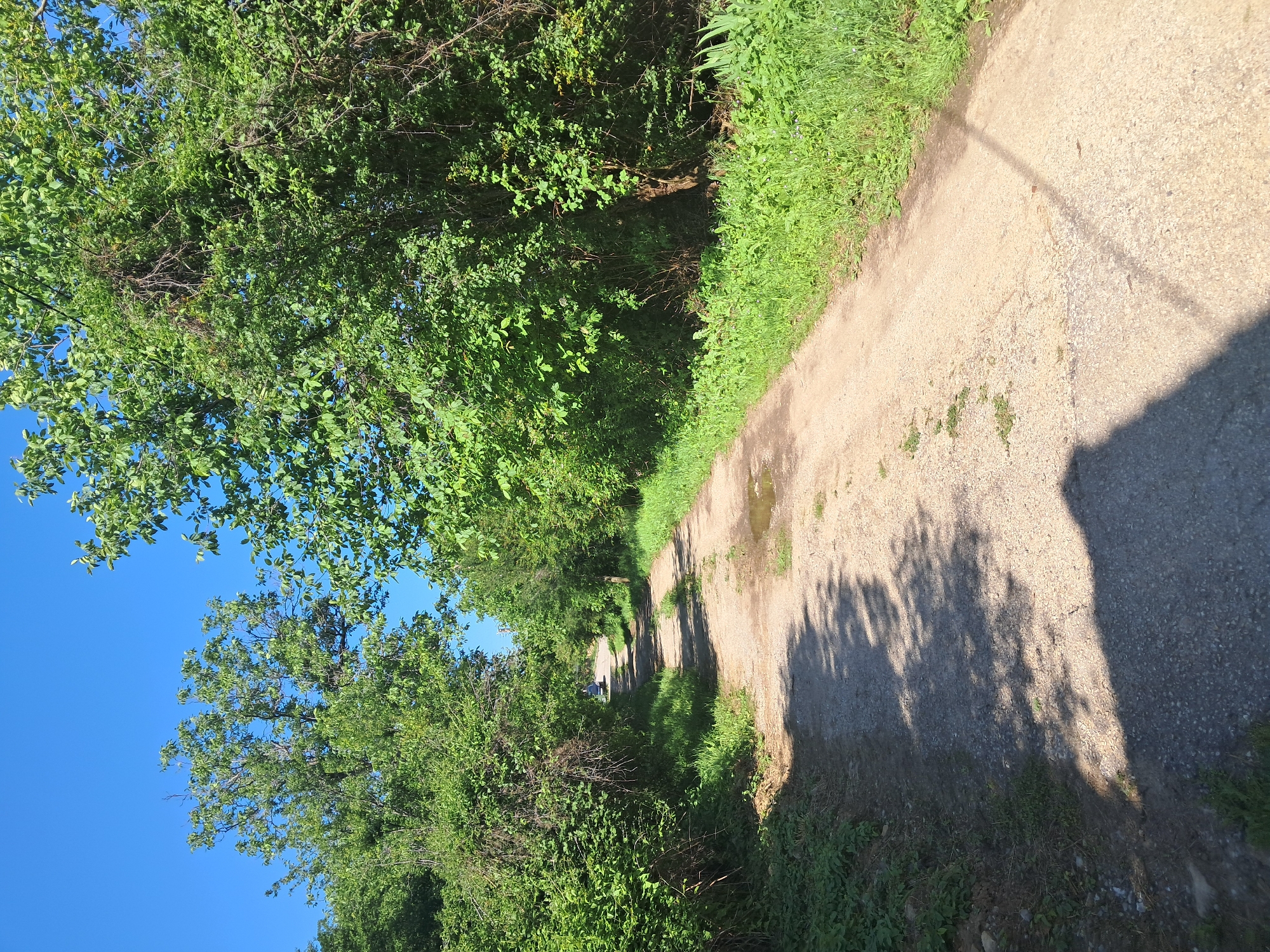 This image, captured in Seykovtsi, Bulgaria, presents a sunlit, unpaved road or path winding through a landscape dominated by dense green vegetation. The sky above is uniformly clear and bright blue, indicating fair weather conditions.
The central feature is the light-colored path, composed primarily of gravel and compacted earth, with visible cracks and areas where sparse grass grows through the surface. Approximately midway along the path on the right side, a small, irregular puddle of standing water is present. Shadows, likely cast by overhead foliage and an unseen object or person in the foreground, extend across the lower half of the path from the left.
Both sides of the path are bordered by lush, vibrant green deciduous trees and shrubs. On the left, the vegetation forms a dense, continuous wall. On the right, taller trees with full canopies rise, and closer inspection reveals a distinct "witches' broom" growth, characterized by a dense, abnormal cluster of branches, within the foliage of one of these trees.
In the far distance, where the path gently curves to the left, a small, light-colored vehicle, possibly white or silver, is partially visible, appearing to be stationary or slowly moving away. No individuals or other animals are discernible within the frame. A faint, dark, linear shadow, potentially from a utility pole or wire, is cast diagonally across the path on the right side towards the bottom right corner.