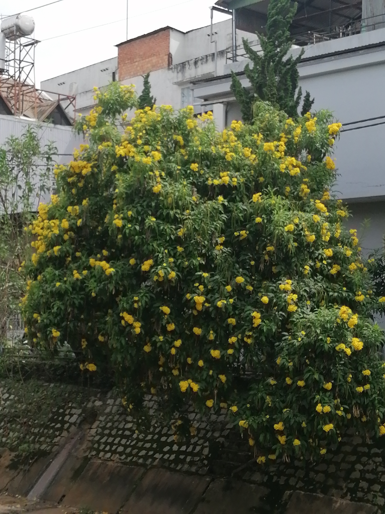 A vibrant yellow flowering tree dominates the foreground of this medium shot image, its branches laden with clusters of bright yellow blossoms. The tree is situated in front of a building with a grey facade and a red brick section. To the left of the tree, a portion of a water tank on a metal structure is visible, and a tall, slender evergreen tree stands behind the flowering tree. The background depicts part of a building's exterior with windows and some industrial-looking elements on an upper level. The base of the image shows a textured concrete wall and a ditch, suggesting an urban setting, possibly in Da Lat, Vietnam, where such vegetation is common alongside architectural structures.