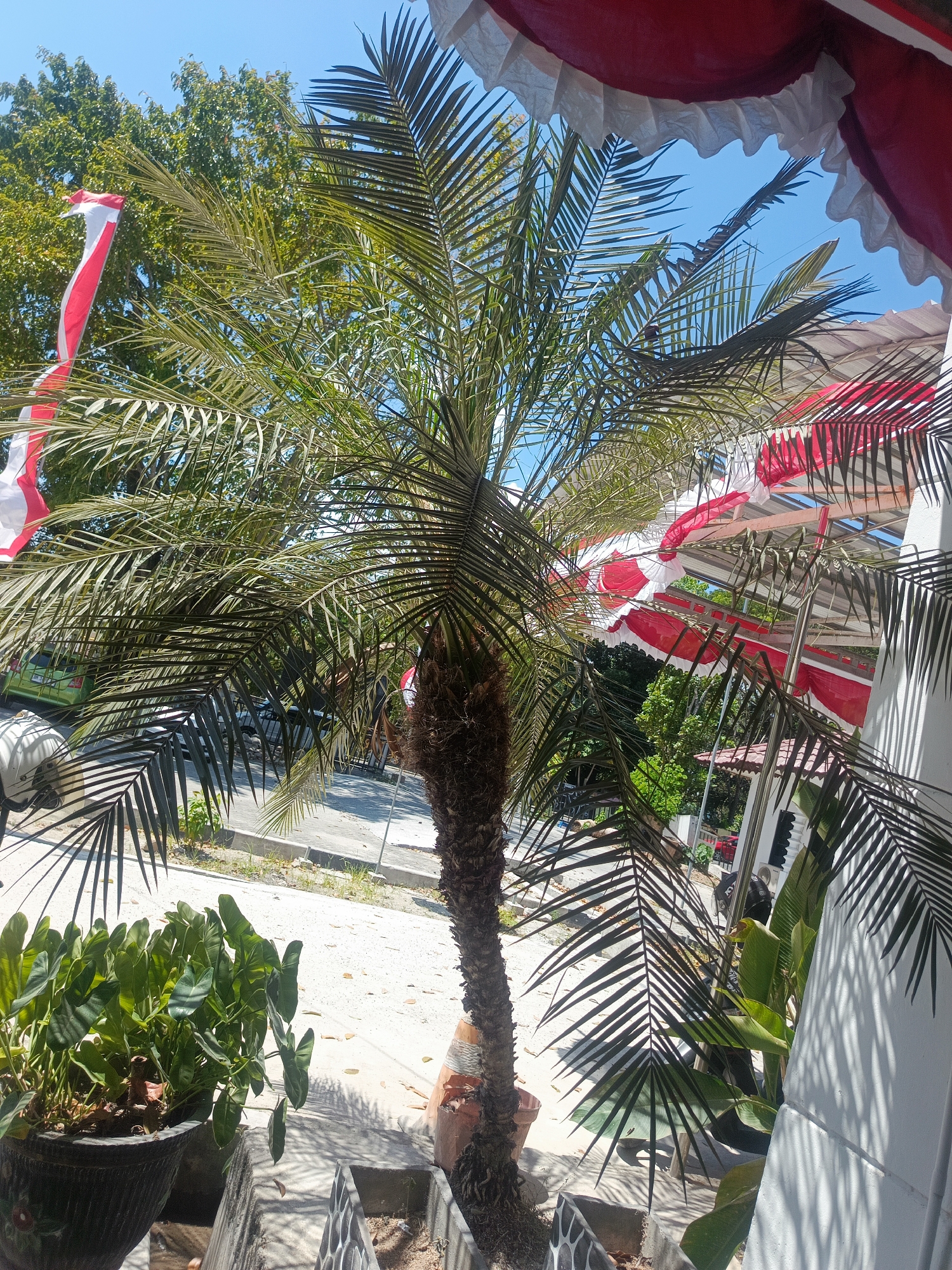 The image depicts an outdoor scene with a prominent palm tree in the foreground. Behind the palm tree, several elements are visible, including trees with green foliage, a blue sky, and a red and white striped flag fluttering in the wind. There are also some structures with red and white decorative fabric draped over them, possibly part of a celebration or event. In the background, a street is visible with parked vehicles, including a green car. The foreground also shows several potted plants, one of which is a large leafy plant in a dark pot. The scene appears to be in an urban or suburban setting. The presence of red and white flags and decorations suggests a possible connection to Indonesian national symbols, given the colors of the Indonesian flag. While the image does not explicitly show the city of Gorontalo, Indonesia, such decorations are common during national holidays or events in Indonesia.