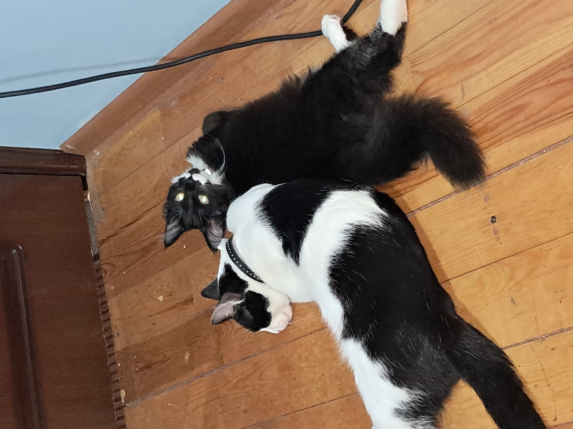 The image shows two cats on a wooden floor. One cat is black and white and is lying down with its head resting on the floor. It is wearing a black collar with silver studs. The other cat is black and white with bright green eyes and is lying on its back, appearing to be playing or cuddling with the first cat. The environment appears to be indoors, with a wooden door visible in the background and a blue wall. There is also a black cable on the floor. The image does not provide any information that would allow for determination of a specific location within Tashkent, Uzbekistan.