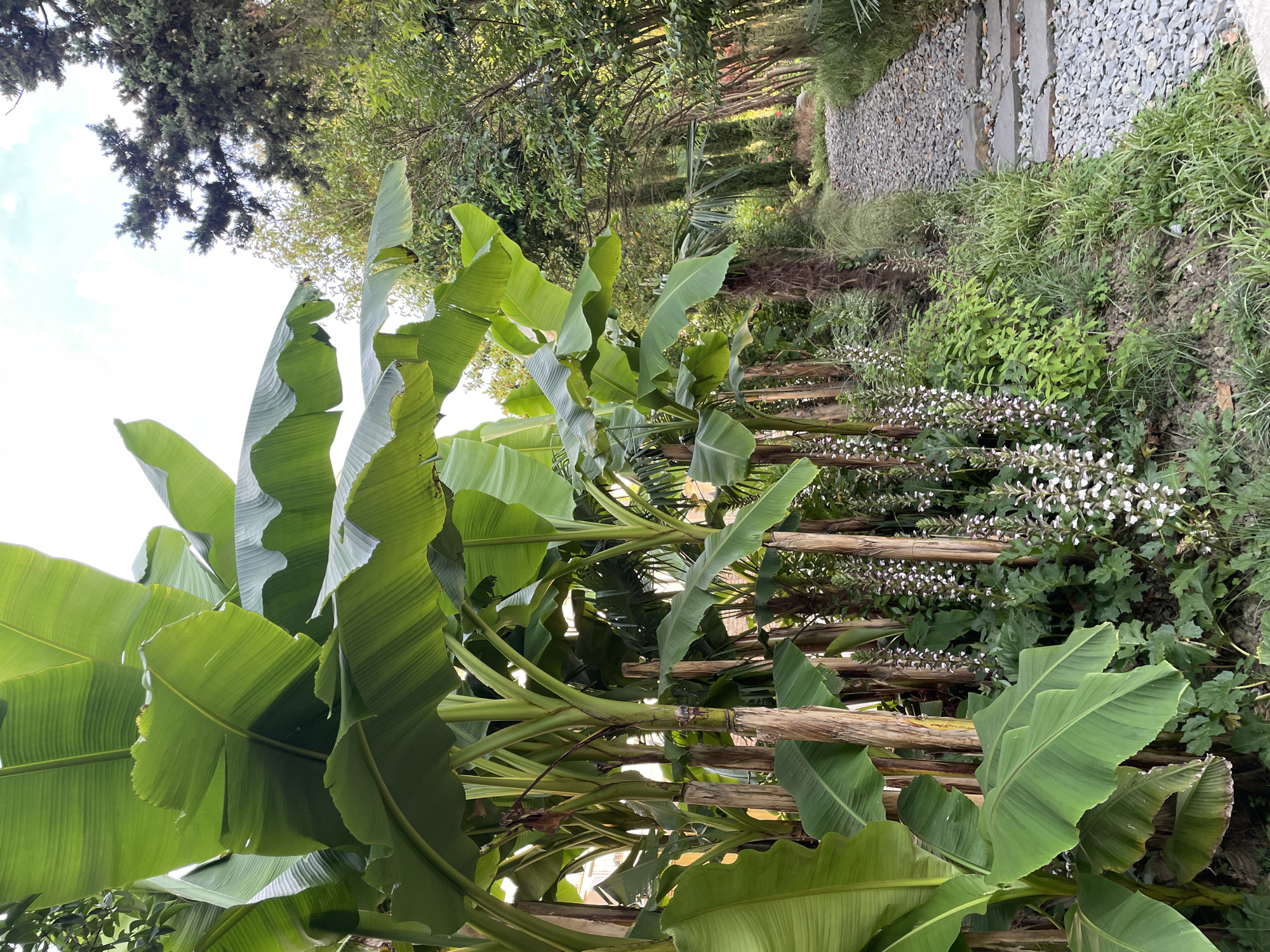The image depicts a lush, green garden setting with a prominent focus on large, vibrant banana leaves in the foreground. The leaves, a rich green hue, fan out and dominate the lower half of the frame, some appearing slightly wilted at the edges. Behind the banana plants, a pathway made of grey gravel and stone slabs winds into the distance, bordered by verdant vegetation and small, white flowers.
The scene suggests a warm, possibly humid climate, conducive to the growth of tropical plants like bananas. The lighting indicates it is daytime, with soft sunlight filtering through the trees, creating a slightly diffused illumination. The overall impression is one of natural beauty and tranquility, suggesting a well-maintained garden or park.
To the right of the pathway, a dense growth of various plants, including leafy bushes and the aforementioned white-flowered stalks, creates a textured ground cover. In the background, taller trees with dense foliage provide a backdrop of deeper greens and browns. The presence of bamboo-like poles supporting some of the banana plants indicates human intervention in managing the garden.
There is no visible text in the image. The location context provided is Sochi, Russia, which aligns with the possibility of a subtropical climate supporting such flora. The image captures a moment of natural abundance and peaceful outdoor scenery.
