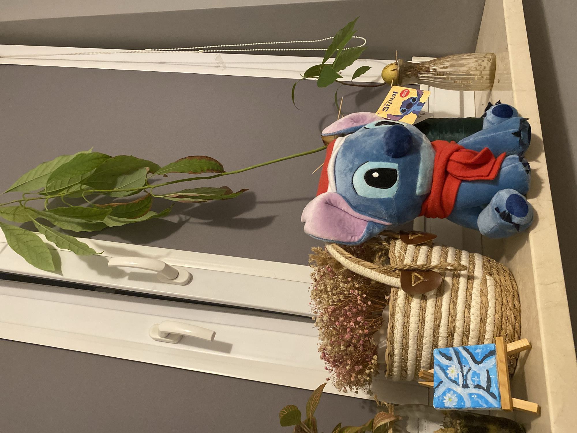 The media file shows a collection of items on a windowsill in Łódź, Poland. The main subjects are a plush toy of the character Stitch, a woven basket with dried flowers, and a small painting on an easel. Stitch, a blue alien creature with large ears and pink accents, is lying down and wearing a red scarf. Next to Stitch is a woven basket, likely made of straw or reeds, with white rope detailing. Bunches of dried flowers, predominantly pink and white, are tucked into the basket, adding a touch of natural decoration. A small, square painting on a miniature wooden easel depicts a blue sky with white stars and tree branches, possibly a winter scene.
Behind the decorative items, a plant with long green leaves stretches across the frame, its stem arching downwards. The plant appears to be growing from a small glass vase containing water, visible in the upper right portion of the image. A yellow tag with an image of Stitch and the word "Stitch" is attached to the plant, suggesting a connection to the plush toy or a retail item.
The windowsill itself is white and features two handles, indicating it is likely part of a window in a building. The background is a solid gray wall. The lighting suggests it is daytime, but the interior setting makes it difficult to ascertain the specific time or weather conditions outside. The overall impression is one of a cozy, decorated windowsill with a mix of plush toys, natural elements, and art. No specific emotions are conveyed, but the arrangement suggests a personal display. The visible text includes "Stitch" on the yellow tag.