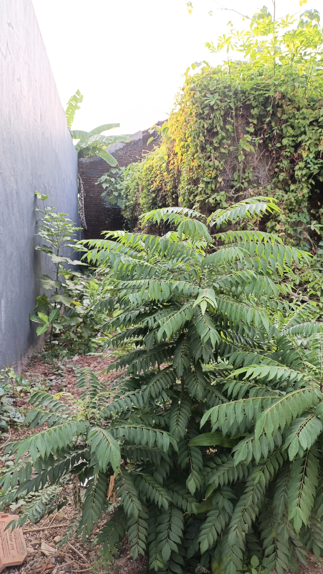 In a narrow alleyway between a grey concrete wall and a brick wall covered in dense green foliage, a small, leafy green plant grows prominently in the foreground. The plant has numerous small, serrated leaves clustered along its branches. The ground beneath the plant is covered in dry leaves and small stones, with a terracotta tile fragment visible on the left side. In the background, larger plants and trees with broad leaves are visible, along with a glimpse of a building and the bright sky. The scene appears to be outdoors, likely in a residential area given the walls and foliage.