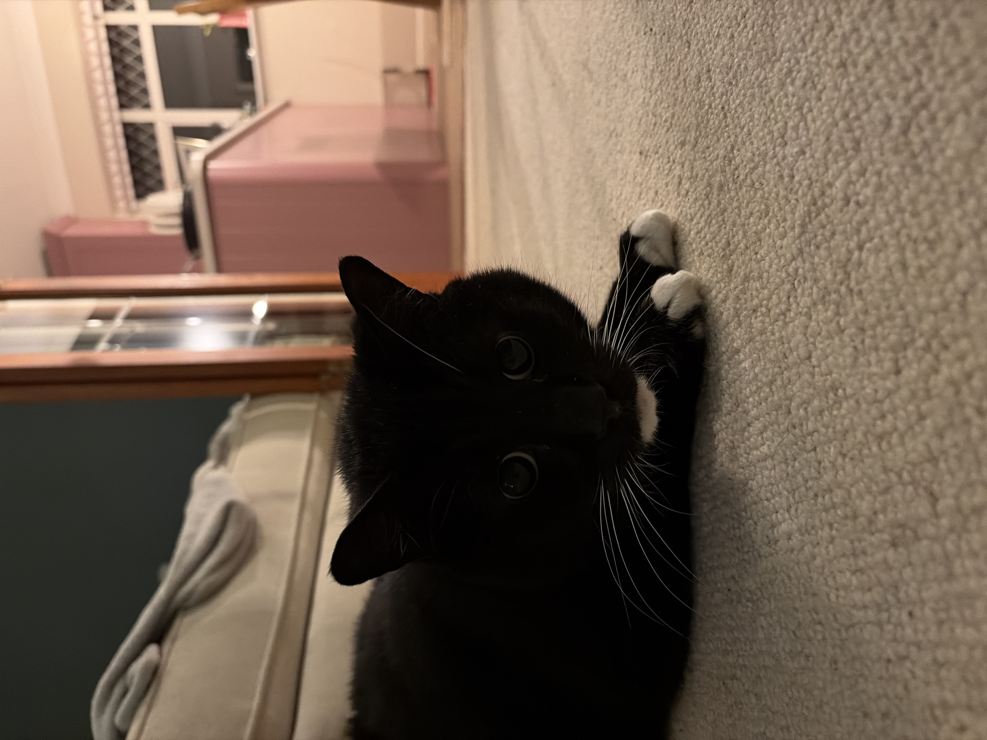 A black and white tuxedo cat is seen close-up, lying on its side on a beige carpet. The cat is looking directly at the camera, with its white whiskers prominently displayed. Its white-tipped paws are resting on the carpet, as if scratching. The background reveals a room interior with pink furniture and a window. The location is potentially in East Suffolk, United Kingdom.