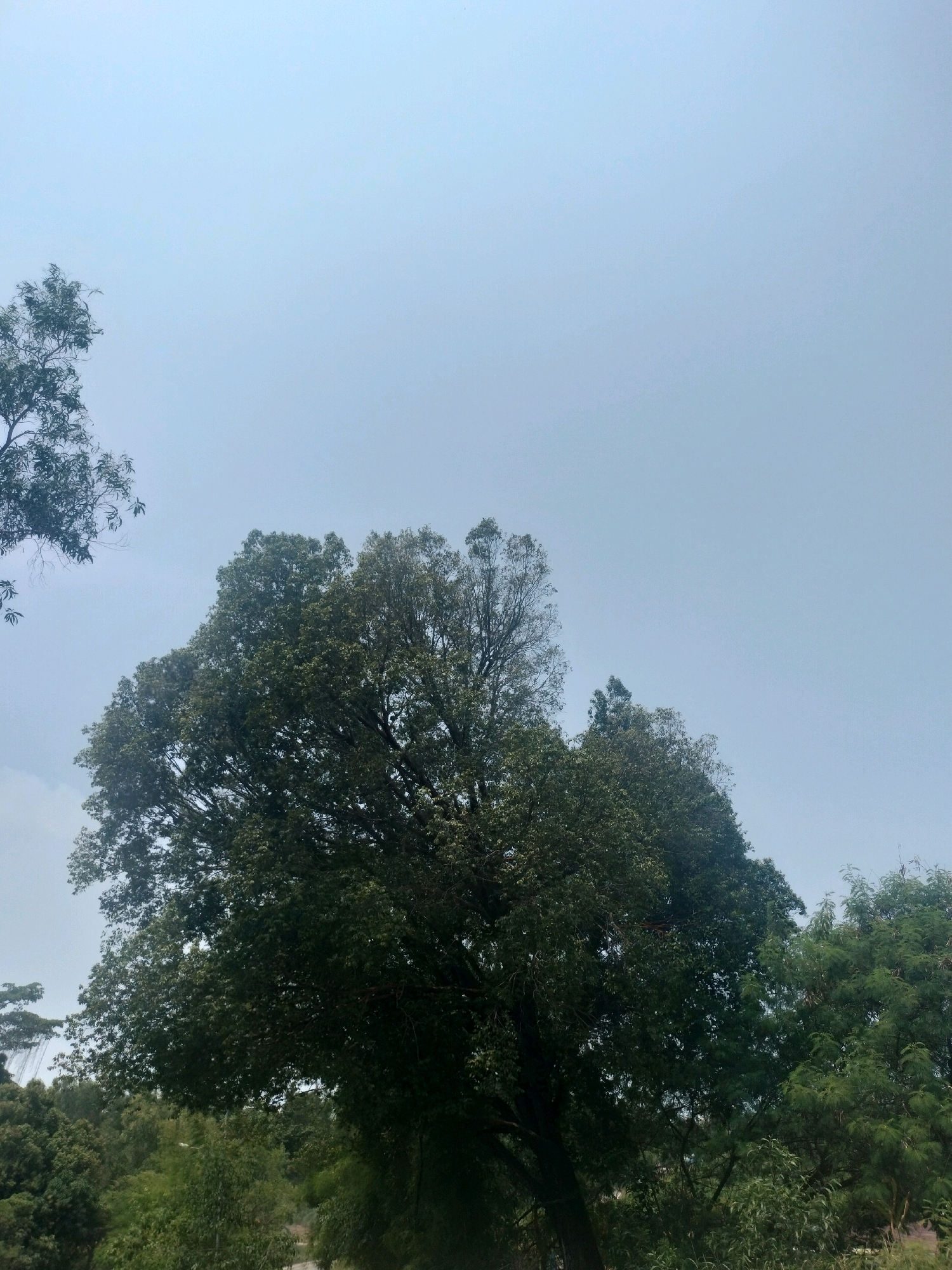The image shows a view of several trees from below, against a pale sky. In the foreground, a large, dark green tree dominates the center and right side of the frame, its branches and dense foliage reaching upwards. To the left, a thinner tree with lighter green leaves is partially visible. In the background, more trees and foliage are seen, suggesting a wooded or park-like area. The sky is overcast and a uniform light blue-grey. There are no people or specific structures visible that would indicate a precise location within Batam, Indonesia, though the vegetation suggests a tropical or subtropical climate. The scene appears to be a natural landscape.