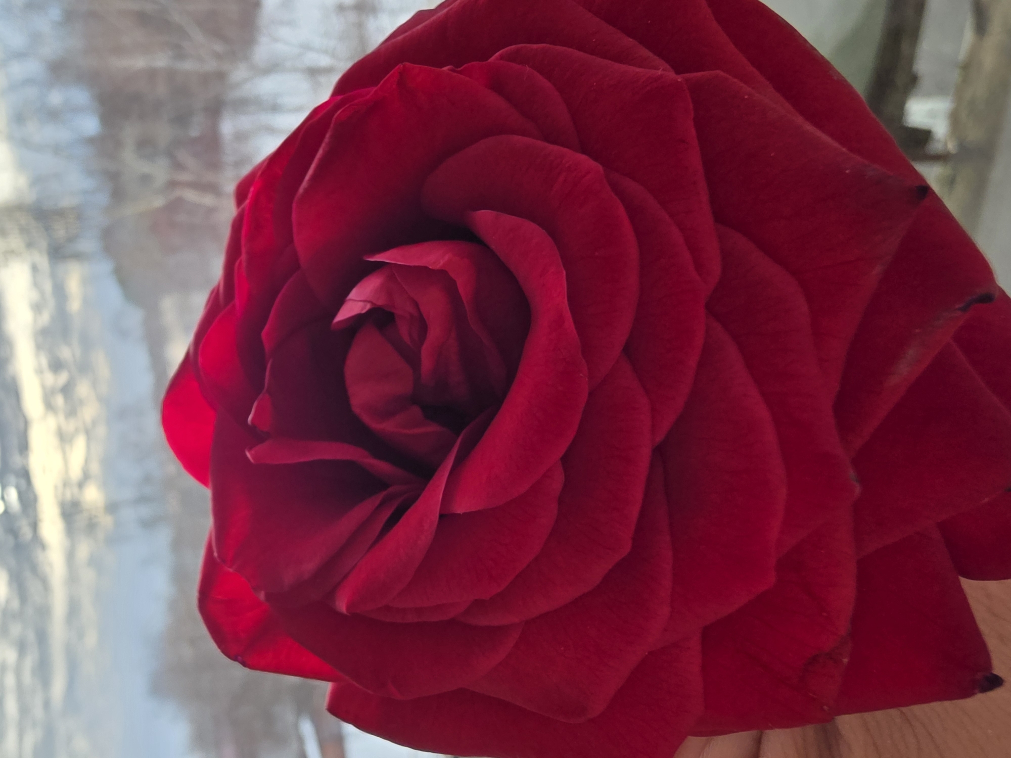 A close-up photograph shows a single, large, deep red rose in full bloom. The petals are tightly arranged, forming a spiral towards the center. The rose appears to be indoors, positioned near a window. Outside the window, an indistinct winter scene is visible, with blurry shapes suggesting trees or buildings covered in snow. The location of the city of Chaikovsky, Russia, cannot be confirmed from the image, though the winter scene outside the window is consistent with that location. The rose rests on a light-colored surface, likely a windowsill or table.