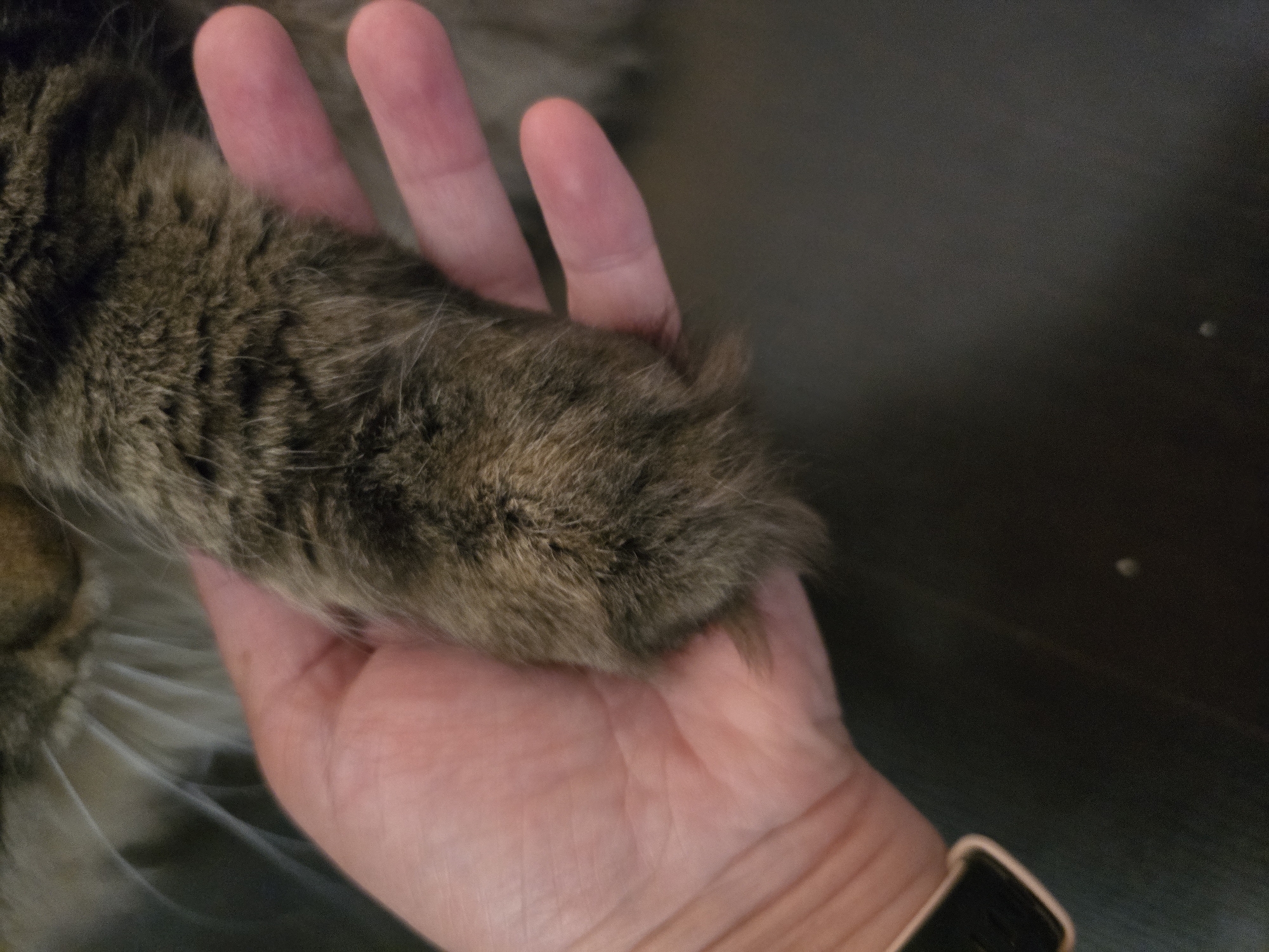 The image shows a close-up of a person's hand holding a tabby cat's paw. The cat's paw is furry and brown with darker stripes. The hand is pink and appears to be a person's palm and fingers. The background is dark and out of focus, suggesting an indoor setting. The image is a photograph and does not contain any information about the city of Krasnoyarsk, Russia.