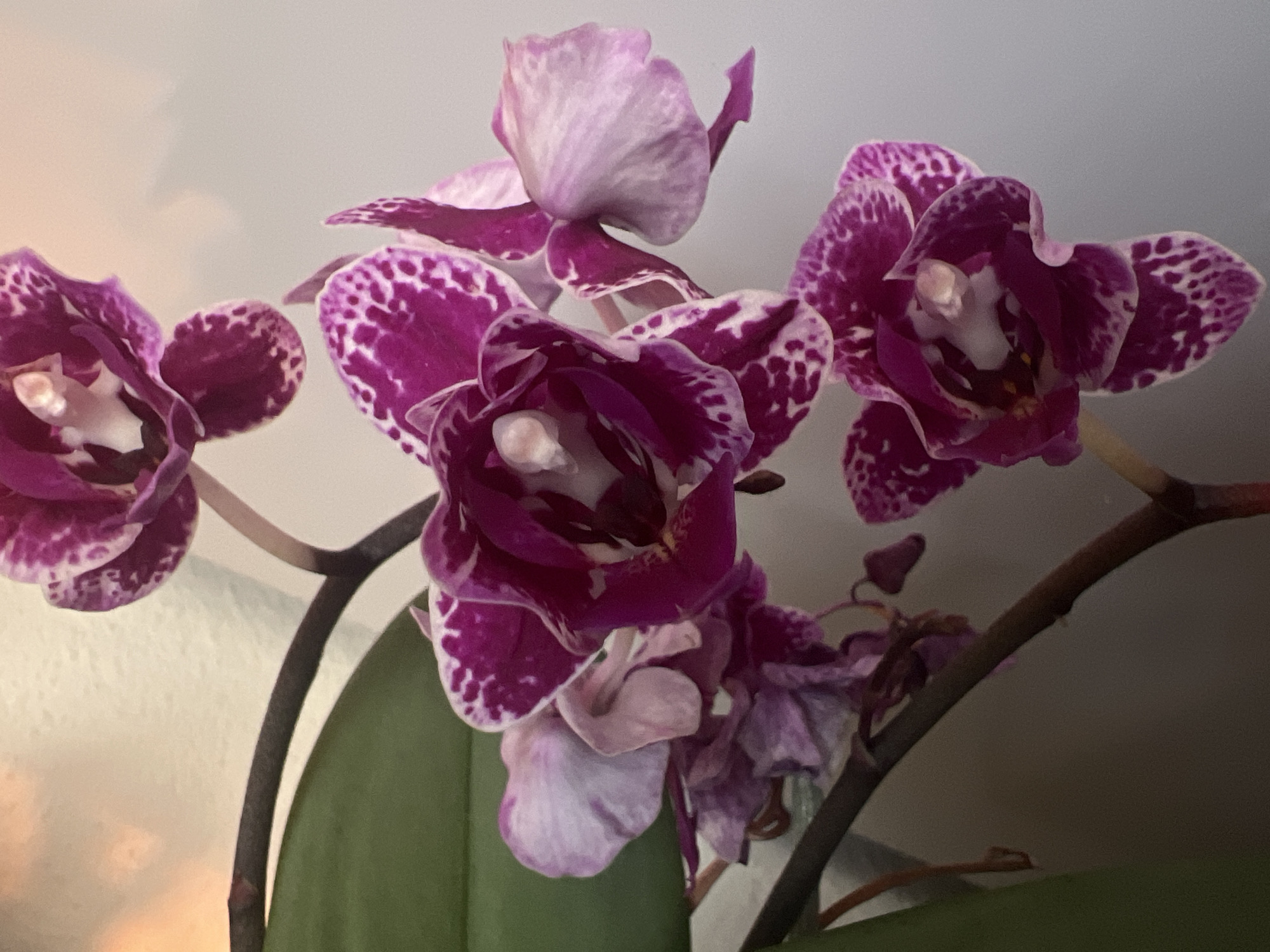 A close-up shot focuses on a stem of purple and white spotted orchids. The flowers are the main subject, with several in various stages of bloom. Some are fully open, revealing intricate patterns and a light-colored center, while others are buds or wilting. A broad green leaf is visible to the left, and a dark, thin stem snakes through the frame, supporting the blossoms. The background is a plain, light-colored wall, with a soft glow emanating from the upper left, suggesting a light source. The image does not contain any elements that would indicate a specific location in Cascais, Portugal.
