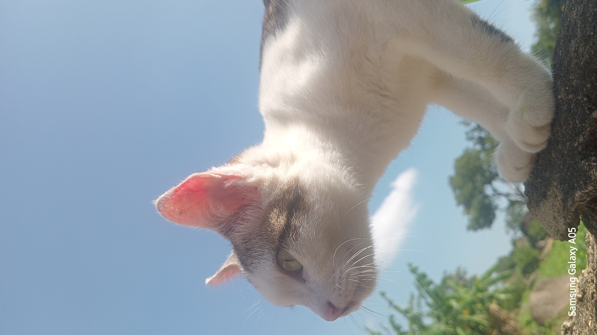 The image is a close-up, low-angle shot of a white and tabby cat looking to the left. The cat's head and upper body are in focus, with its ears perked up and its green eyes visible. The background is a bright blue sky with a few wispy white clouds. To the left of the cat, blurred green foliage and rocks are visible, suggesting an outdoor setting. In the lower left corner of the image, text reads "Samsung Galaxy A05." The scene appears to be in a rural or semi-rural area, as indicated by the natural elements in the background. There is no indication of the cat's specific location within Ribina East, Nigeria, or any other contextual information beyond what is visually present.