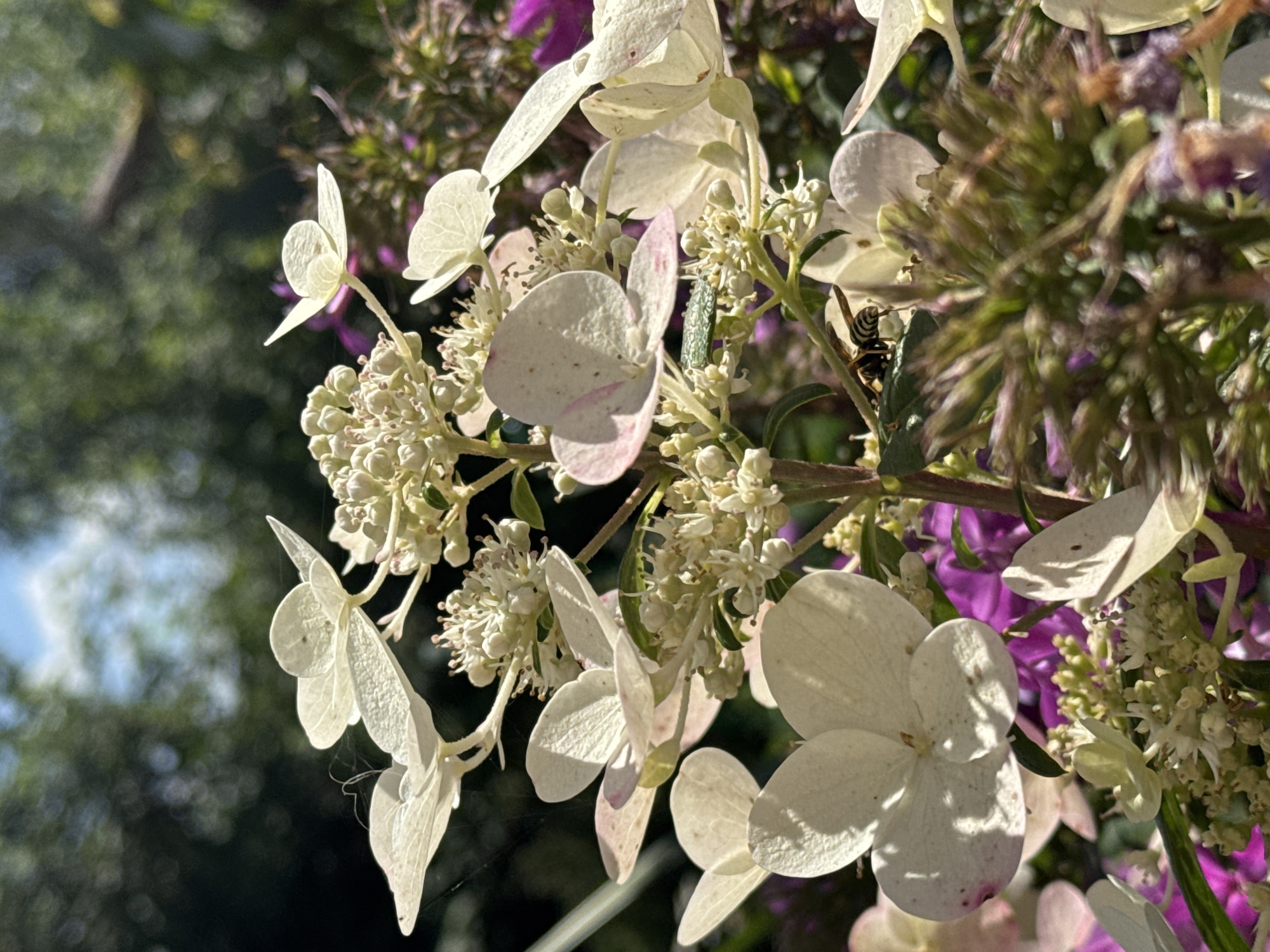 A close-up, eye-level, vertical shot captures a cluster of white hydrangea flowers with hints of pink and some darker purple flowers in the background. A wasp is visible on the left side of the frame, perched on the edge of a petal. The flowers are in focus, with the background blurred into shades of green and blue, suggesting an outdoor setting with dappled sunlight. The scene appears to be a garden.