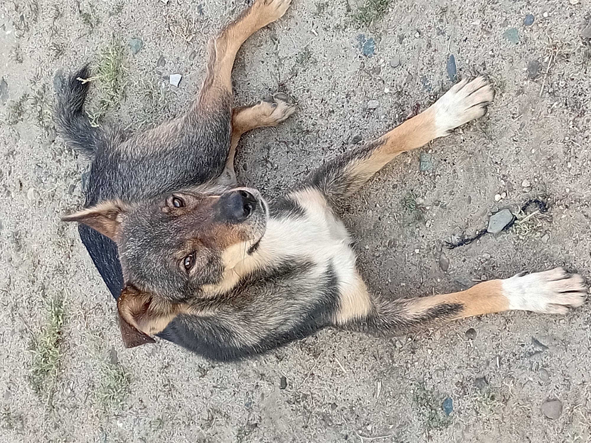 A medium-sized dog with tan, brown, and black fur is lying on a dirt ground. The dog is looking to its right with its head slightly tilted. Its ears are pointed upwards and its tail is curled. The ground is covered in small stones and sparse patches of dry grass. The image appears to be taken outdoors in an unpaved area, possibly a yard or a rural setting, in the city of Semey, Kazakhstan.