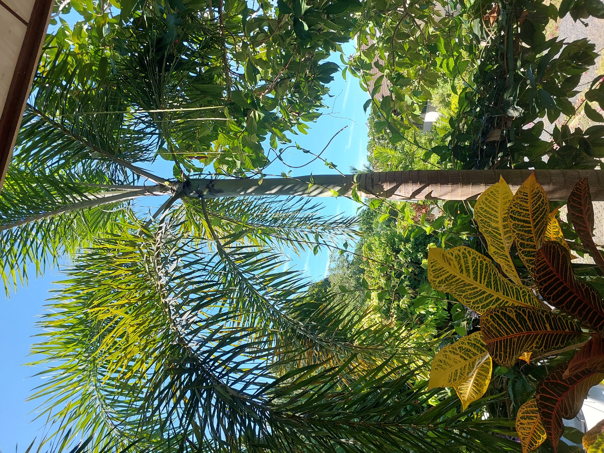 A close-up, eye-level shot captures a vibrant tropical scene in Baan Mae Nam, Thailand. In the foreground, a richly colored croton plant with leaves of yellow, green, and deep red is prominently displayed. Behind it, a palm tree with a textured, brown trunk rises towards the bright blue sky, its fronds casting dappled shadows. The midground is a lush tapestry of green foliage, with other tropical plants and trees creating a dense, verdant landscape. In the distance, a portion of a residential building with a brown roof peeks through the greenery, suggesting a residential area. The sunlight illuminates the scene, highlighting the varied textures and colors of the plants and the clear sky.