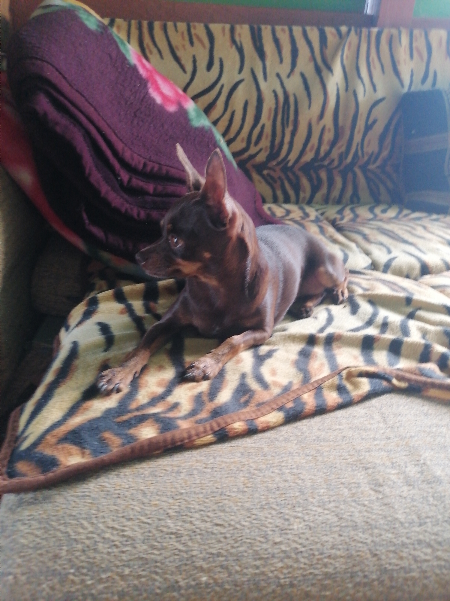 A small, brown dog with large ears is lying on a blanket with a tiger-stripe pattern. The dog is positioned on its side, with its front paws extended. Behind the dog, a dark purple pillow with a floral pattern is visible. The background appears to be a couch with the same tiger-stripe blanket draped over it. The scene is indoors. The location is Novopokrovka, Russia.