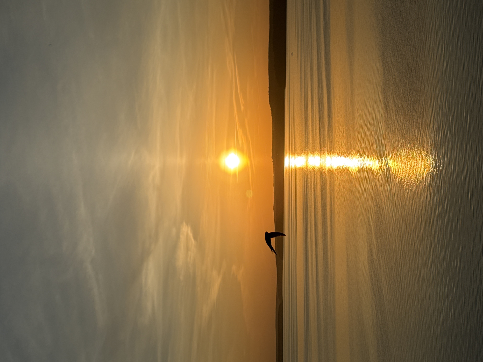 This image captures a scenic view of the Votkinsk Reservoir in Votkinsk, Russia at sunset. The sun, a brilliant, radiant orb, is positioned low on the horizon, casting long, golden reflections across the water's surface. A thin strip of land is visible between the sky and the water. A silhouette of a bird in flight is visible near the center of the image. The sky is a blend of light orange and soft grey with sparse clouds. The water's surface shows subtle ripples and wave patterns.