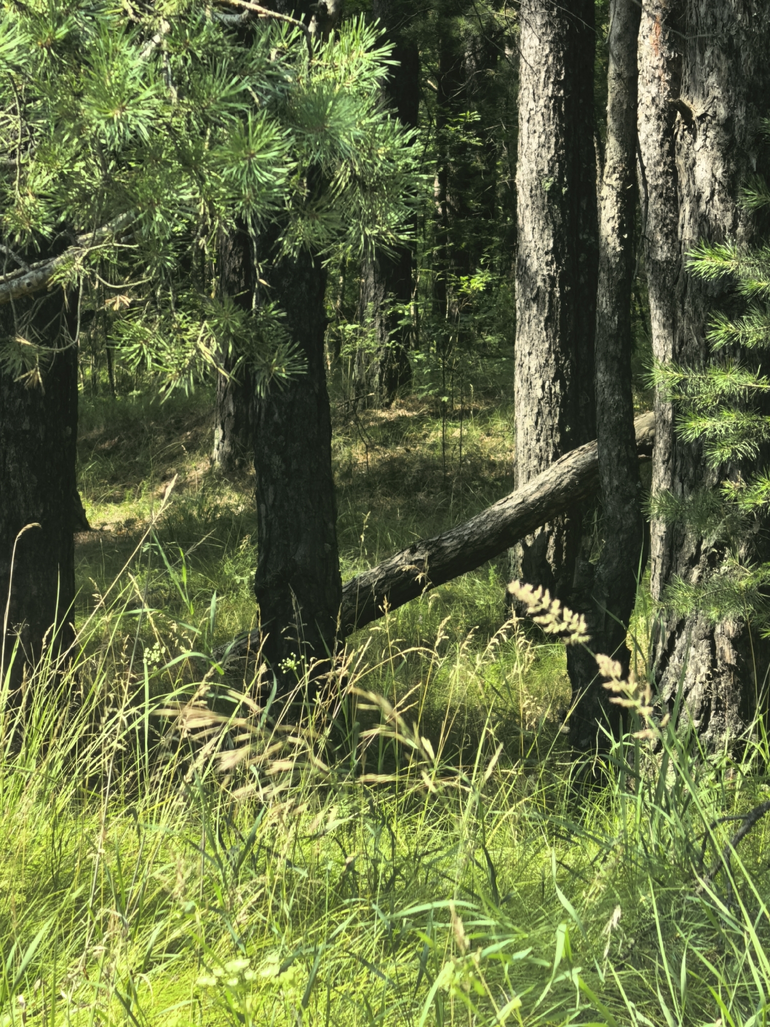 The image depicts a sun-dappled forest floor with tall, mature pine trees dominating the scene. The foreground is a thick growth of green grass and wild grasses, with some lighter colored dried grasses interspersed. A fallen tree trunk is visible horizontally across the middle ground, leaning against two of the standing pine trees. The bark of the pine trees is rough and textured, with visible striations. The background shows more dense forestation and shadows. The overall environment is a natural, wooded area, consistent with the natural landscapes found in and around Sysert, Russia, a city known for its forests and proximity to the Ural Mountains. No people or animals are present in the image.