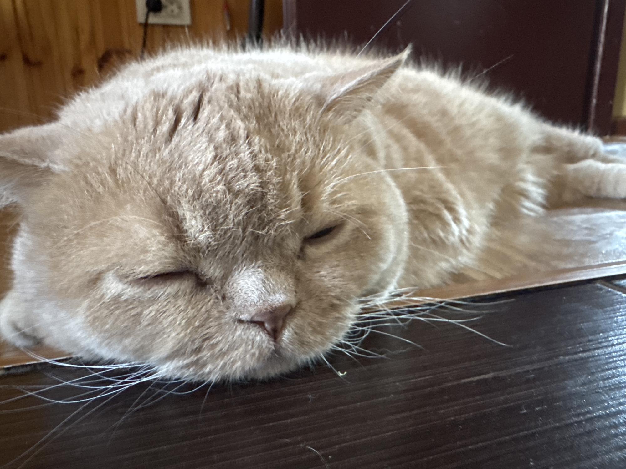 A close-up shot shows a cream-colored cat sleeping on a dark wooden floor. The cat is lying on its side, with its eyes closed and its head resting on its paws. Its fur is fluffy and soft, and its whiskers are long and white. The background is blurred, but appears to be a wall made of light-colored wood planks. A black electrical outlet is visible on the wall in the upper left corner of the image. The lighting is soft and natural, suggesting the photo was taken indoors during the day.