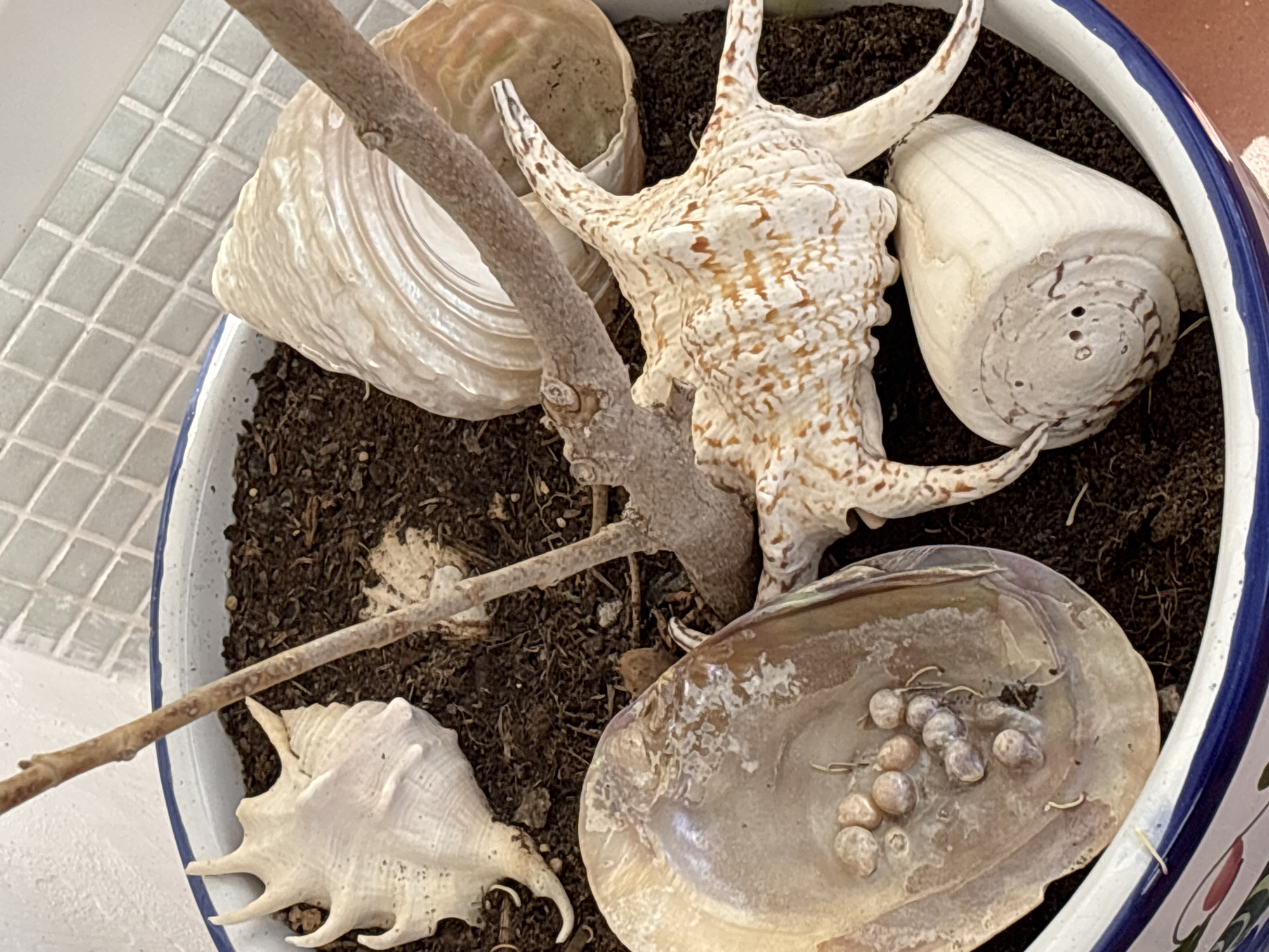 The image shows a close-up view of a decorative pot filled with dark soil and several seashells. The seashells are of various shapes and sizes, with some appearing iridescent. A thin, dry branch is placed across the top of the pot, partially obscuring some of the shells. The pot has a blue and white striped rim. In the background, a tiled wall with a grid pattern of light blue squares is visible. There are no people or animals in the image. The lighting appears to be natural, coming from above and to the right. The scene is static and appears to be an indoor or protected outdoor setting, possibly a windowsill or patio. The location is identified as Orihuela, Spain.