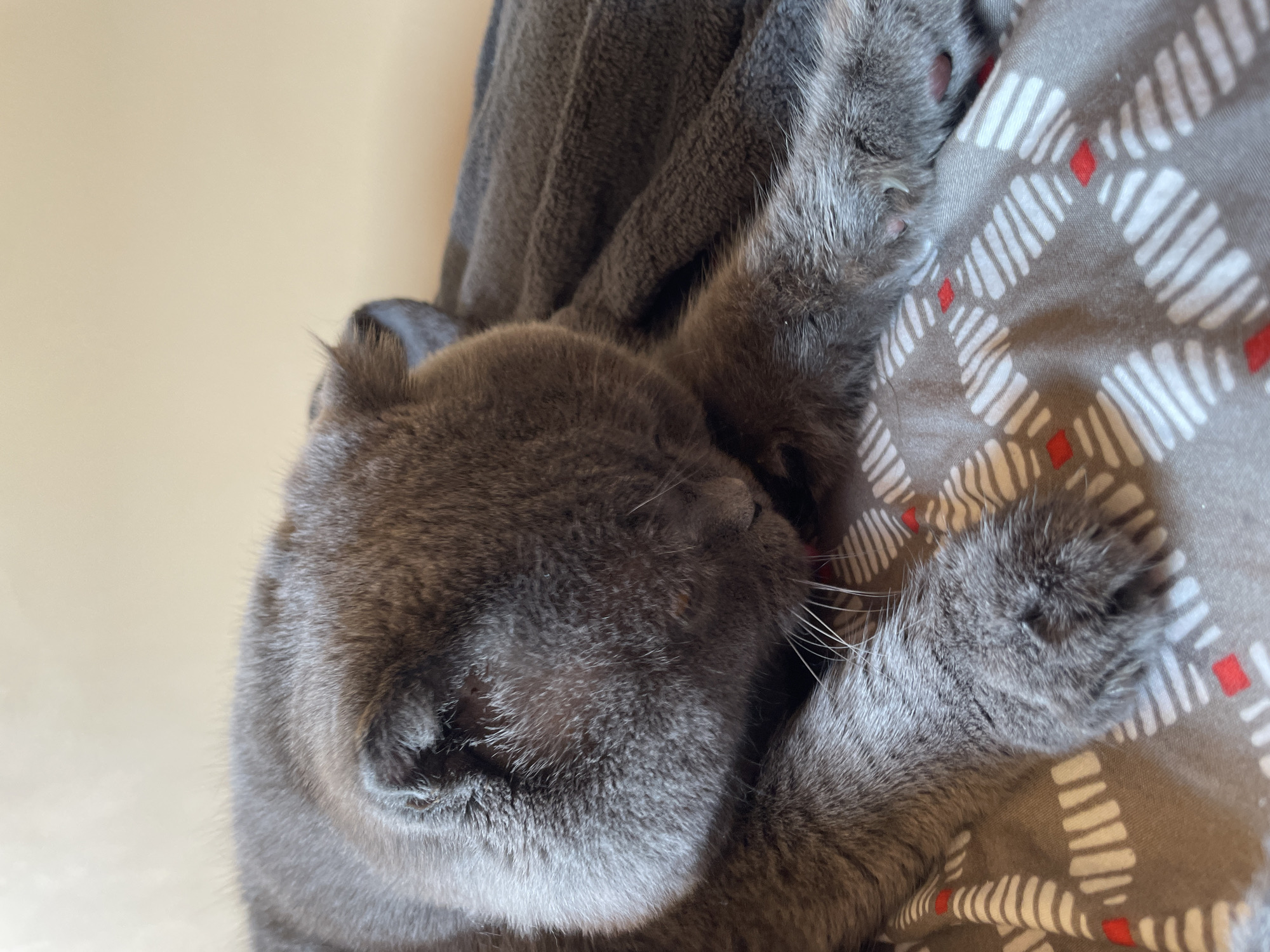 This is a close-up, overhead shot of a grey cat curled up and sleeping on a patterned blanket. The cat is facing towards the right of the frame, with its head tucked into its chest and paws resting on the blanket. One of the cat's paws is visible in the lower right corner, showing its pink toe beans and sharp claws. The blanket has a repeating pattern of white dashes with small red squares interspersed. A dark grey blanket or piece of fabric is draped behind the cat, creating a soft, textural background. The lighting suggests it is daytime, possibly indoors, with a soft light source coming from the left. The overall mood is peaceful and relaxed, conveying the comfort of the sleeping animal.