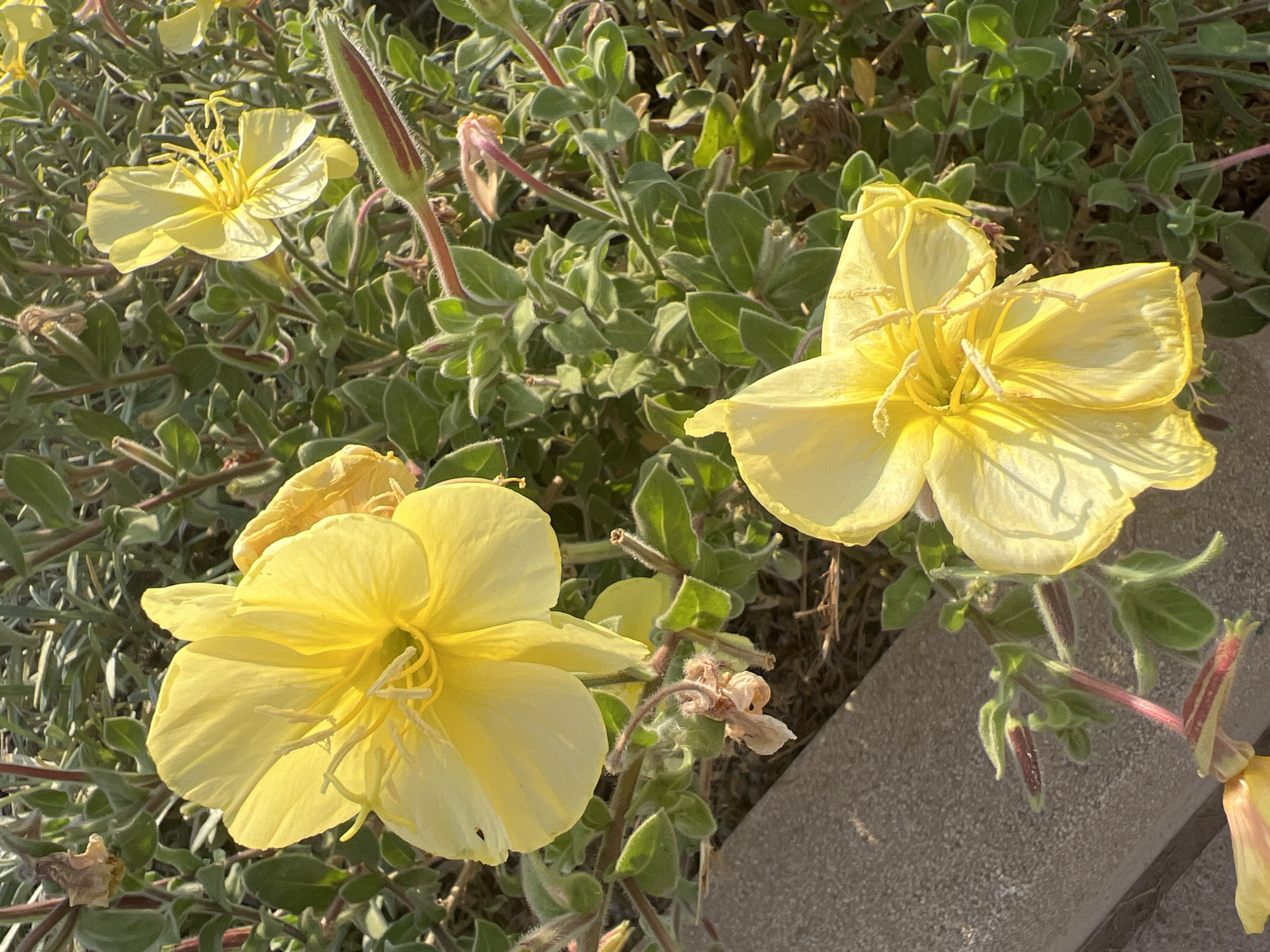 The image shows a close-up view of yellow flowers with green foliage. A concrete edge is visible in the lower left corner of the frame. The scene is outdoors, likely in a garden or natural setting. The flowers appear to be Evening Primroses, a common plant in Israel, including the Hof HaCarmel Regional Council. There are no people or animals present in the image, and no discernable actions or interactions are taking place. The lighting suggests it is daytime, possibly late afternoon or early morning due to the warm tones.