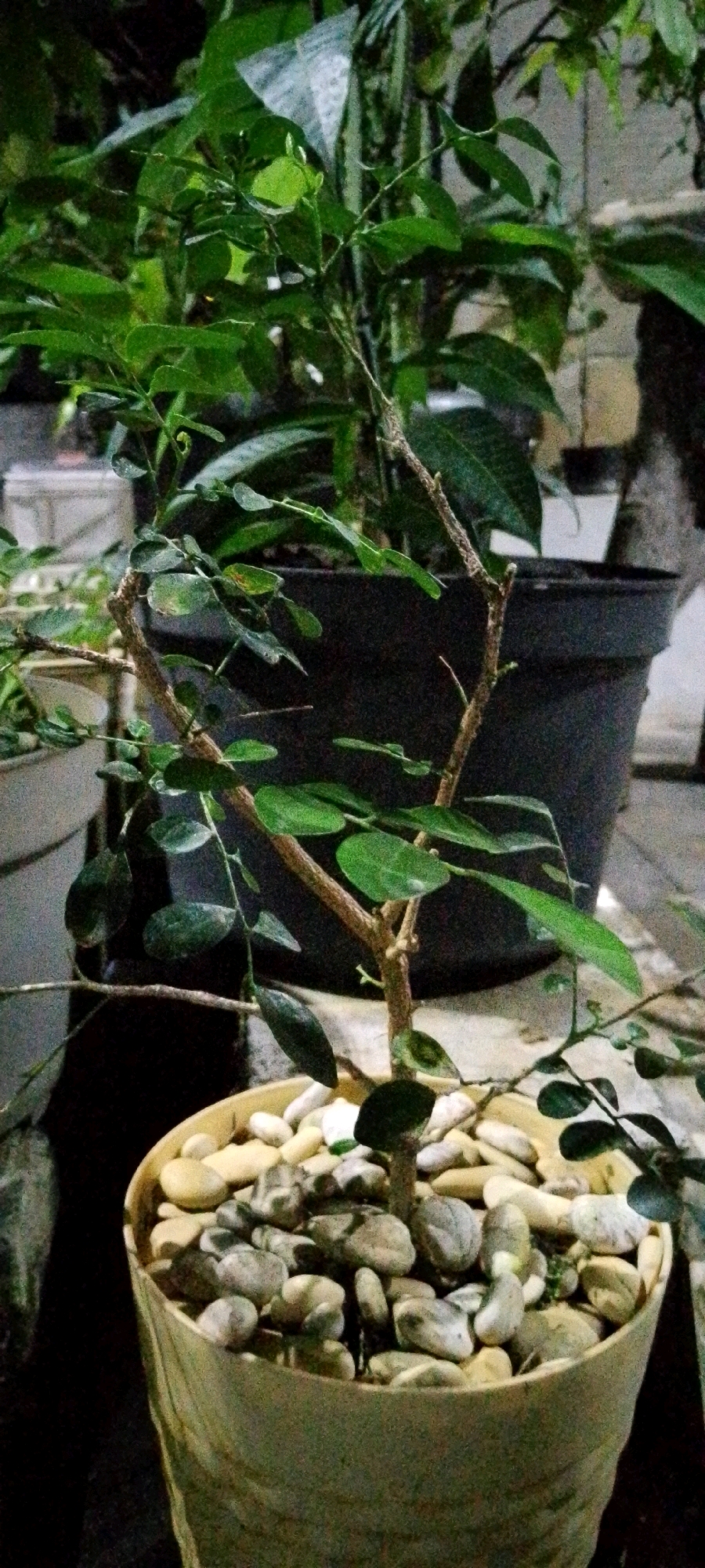 In Sukamukti, Indonesia, a small potted plant with delicate green leaves and thin branches is the central focus. The plant sits in a light-colored, textured pot filled with smooth, light-colored stones. Behind this plant, a larger dark pot is partially visible, containing another plant with darker leaves. The background is dimly lit and out of focus, suggesting an outdoor setting at dusk or in a shaded area. The scene is static and peaceful, with no discernible activity or interaction.