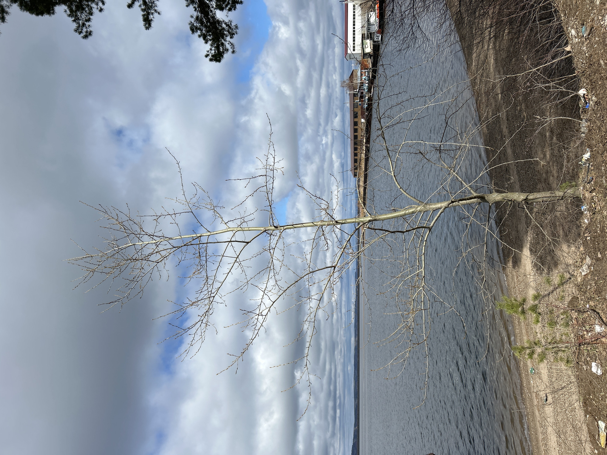 The image displays a waterside landscape in Chaikovsky, Russia, likely captured during late autumn, winter, or early spring. A large body of dark, rippling water, characteristic of a river or reservoir, occupies the central and left areas of the frame. On the right, a narrow, muddy or sandy bank is visible, sparsely covered with bare twigs and branches, along with a few small green evergreen saplings. Some white and blue debris or trash is scattered on this bank.
A prominent, bare deciduous tree with light-colored bark extends from the right foreground across the water, its delicate, leafless branches creating a skeletal outline against the sky and the distant horizon. Dark evergreen foliage, possibly from pine trees, partially frames the sky at the very top of the image.
In the far distance, across the water, several buildings with an industrial appearance line the horizon. These include a white multi-story building with multiple windows and a longer, brown structure, suggesting an urban or industrial settlement on the opposite bank.
The sky is partially cloudy, featuring a mix of light and dark grey clouds interspersed with patches of clear blue sky. The natural light indicates it is daytime. No specific activity or event is taking place; the image is a static landscape. There is no visible text. The scene conveys a quiet and somewhat stark atmosphere, typical of a colder season.