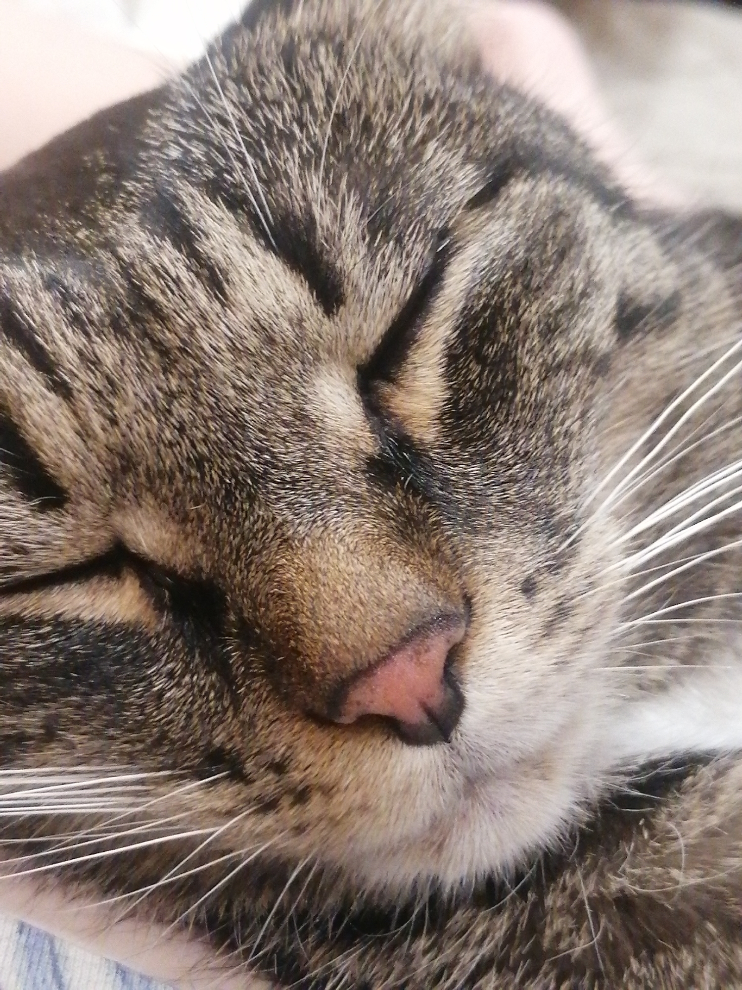 The image is a close-up, eye-level photograph of a tabby cat's face as it sleeps. The cat's eyes are closed, and its pink nose is slightly visible. The fur is a mix of gray, black, and brown tabby markings. Long white whiskers extend outwards from the cat's muzzle. The background is blurred and appears to be a soft surface, possibly a blanket or a person's arm, with a hint of blue and white fabric at the bottom left. There is no discernible location in the city of Angarsk, Russia, or any other specific geographic markers present in the image.
