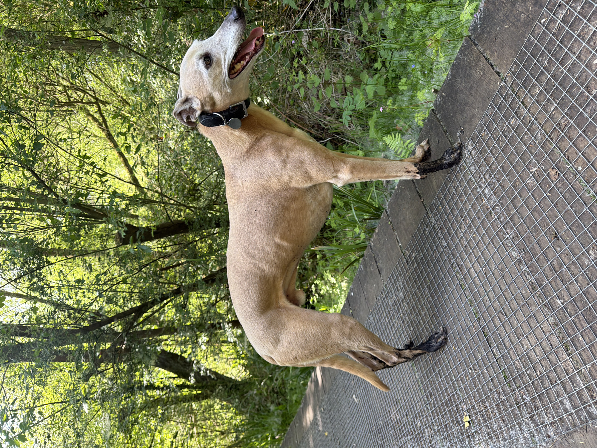 A tan-colored greyhound with a white face stands on a wooden platform covered with wire mesh. The dog wears a black collar with a circular tag. Its front paws are stained with mud or dirt. Behind the platform, there's dense green vegetation, including trees and bushes. The scene appears to be outdoors, possibly in a park or natural area. The location is in Ipswich, United Kingdom.