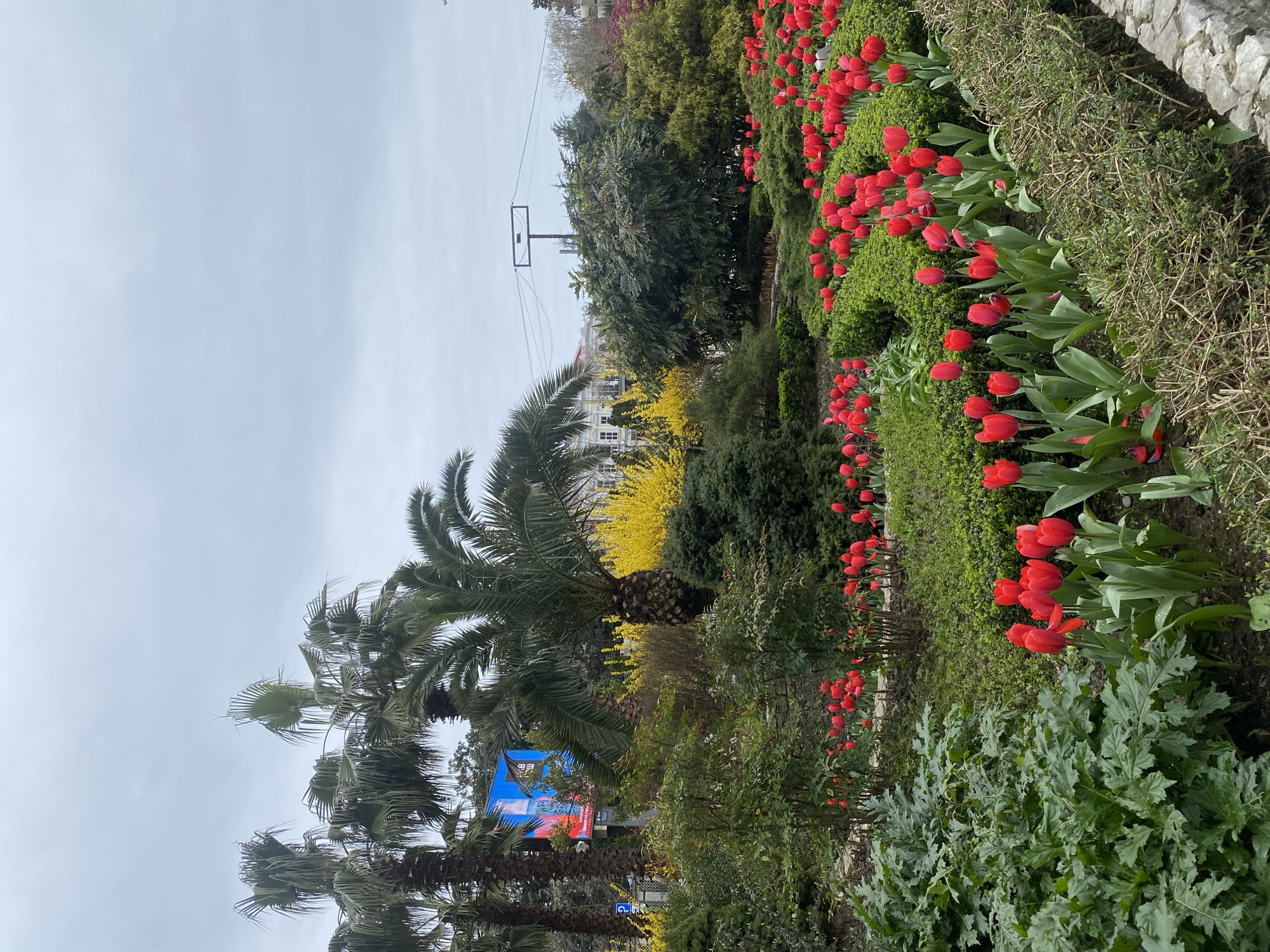 The image captures a well-maintained urban green space in Sochi, Russia, under an overcast sky. In the foreground and midground, numerous bright red tulips are in bloom, arranged in several distinct garden beds bordered by low, neatly trimmed green and brown hedges. Large green leafy plants, possibly Acanthus, occupy the far left foreground. The midground features a diverse collection of mature trees and shrubs, including multiple tall palm trees with visible trunks and fronds. Behind the palm trees, vibrant yellow flowering bushes, consistent with Forsythia, are prominently displayed. In the background, a multi-story white building with classical architectural details is visible through the foliage on the left. A blue parking sign with a white "P" is discernible near the base of one palm tree. Further back, a large blue digital billboard or sign, partially obscured, shows abstract blue and white imagery. To the right, a utility pole supports multiple overhead wires and a rectangular frame structure. No individuals or vehicles are visible within the frame.