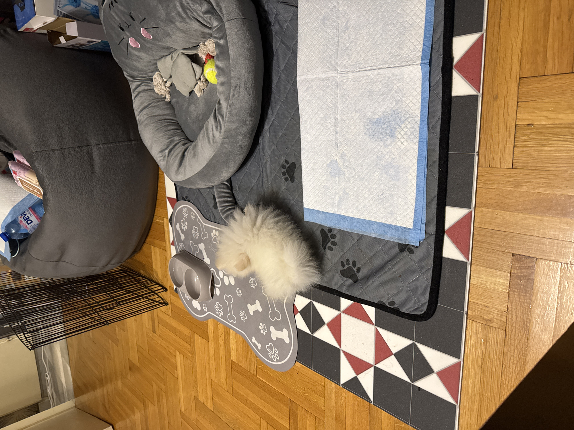 The image depicts a domestic indoor scene, likely within a home or apartment in Sofia, Bulgaria. The location can be inferred from the Cyrillic writing on a water bottle labeled "Devin," which is a Bulgarian brand.
The scene includes a puppy pad with visible dampness, a dog bed shaped like a cat's head, a gray beanbag chair, and a food and water bowl on a bone-shaped mat. A small white fluffy dog is seen near the food and water bowl. A metal dog crate frame is partially visible. The floor is made of wooden parquet. There are boxes and other miscellaneous items in the background. The lighting suggests it is daytime. No people are directly visible in the image.