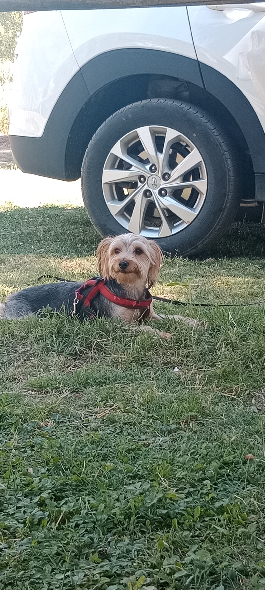 A small, light brown terrier mix dog lies on its side on green grass, facing the camera. The dog is wearing a red plaid harness. Behind the dog is the silver wheel and lower body of a white car. The scene appears to be outdoors on a sunny day. The location is the city of Milagros, Spain.