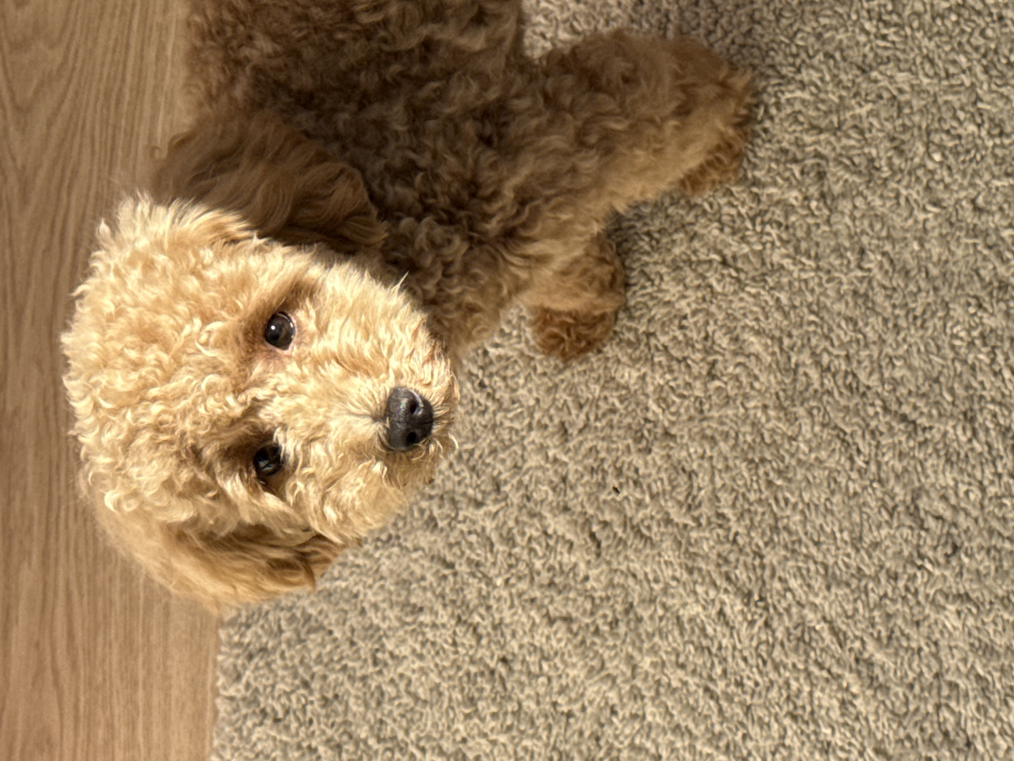 An indoor photograph, taken from a high angle, features a small, light brown poodle-type dog with curly fur. The dog lies on the floor, its head in the foreground, turned to look directly upwards at the viewer with attentive, dark eyes and a black nose. Its dense, apricot-colored coat is well-defined by the bright lighting.
The setting is an interior space with two distinct floor coverings. To the left of the dog's head is a polished wooden floor with visible grain patterns. This transitions into a light-colored, shaggy carpet that covers the majority of the right side of the frame, where the rest of the dog's body is partially visible. The dog is positioned along the seam where the wooden floor meets the carpet.
Bright, natural light, likely from a window, illuminates the scene from above, highlighting the texture of the dog's fur and the carpet fibers, and casting subtle shadows. The overall impression is one of a calm, domestic moment, possibly in a home in Pervomaysky, Russia. No text is visible in the image.