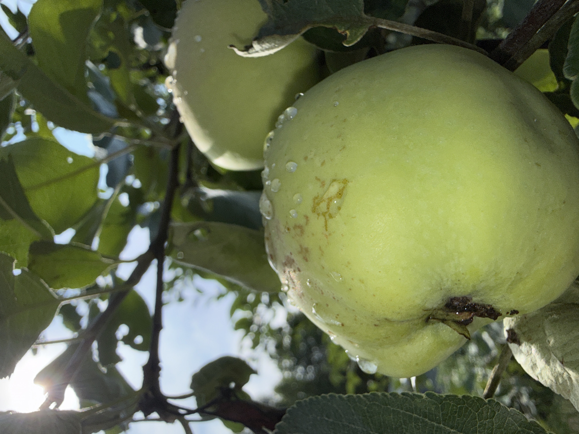 A close-up, low-angle shot shows two unripe green apples hanging from a tree branch. The apple in the foreground is larger and more in focus, with dew drops scattered across its surface. The background is a blur of green leaves and branches against a bright, slightly hazy sky. The scene appears to be outdoors, likely in a garden or orchard. The sunlight filters through the leaves, creating a slightly dappled effect. There is no indication of the city of Dmitrov, Russia, or any people or actions taking place.