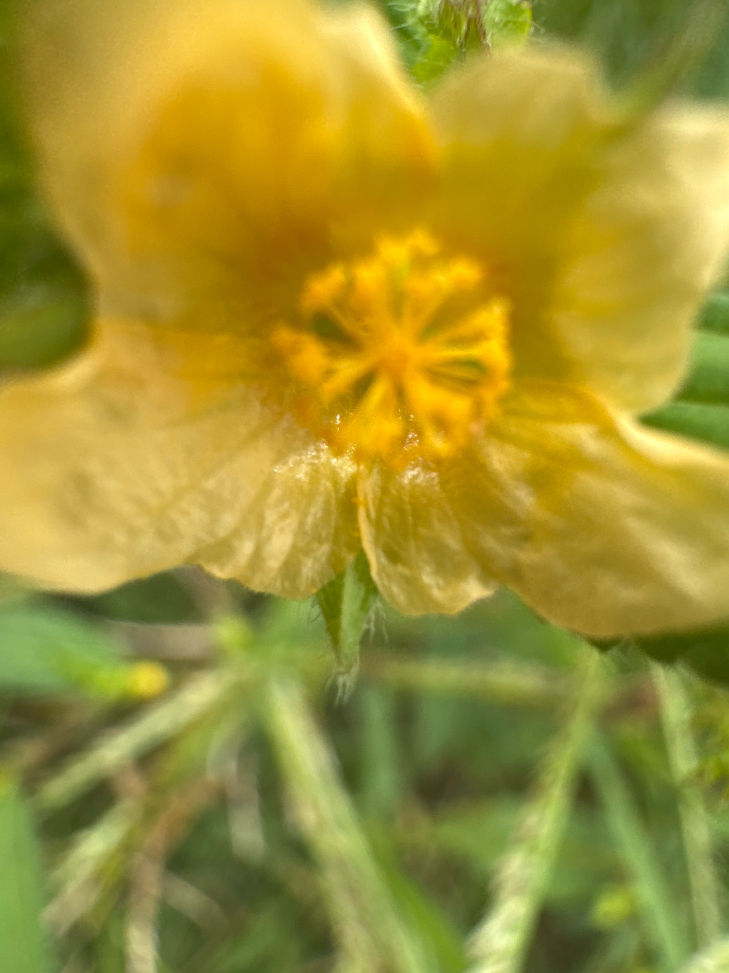 A close-up, macro shot of a yellow flower with a blurred green background. The flower has multiple petals, and the center is a bright yellow, star-shaped structure with a wet appearance. The petals are soft and fuzzy, with visible veins. The background consists of out-of-focus green grass and other foliage.