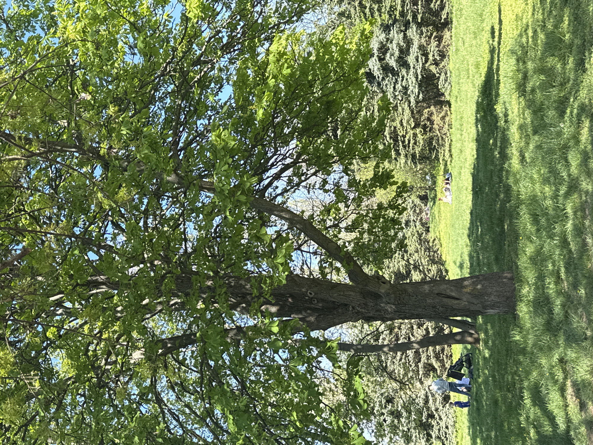 Here is a forensic description of the image:
The image presents an outdoor scene, likely a park or green space. A large tree with a thick trunk and green leaves dominates the foreground. Sunlight filters through the leaves, creating dappled light patterns on the ground. In the background, there is a lawn with some people lying on a blanket, as well as several trees.
Based on the foliage and general urban green space ambiance, this image could likely be located in Sofia, Bulgaria.