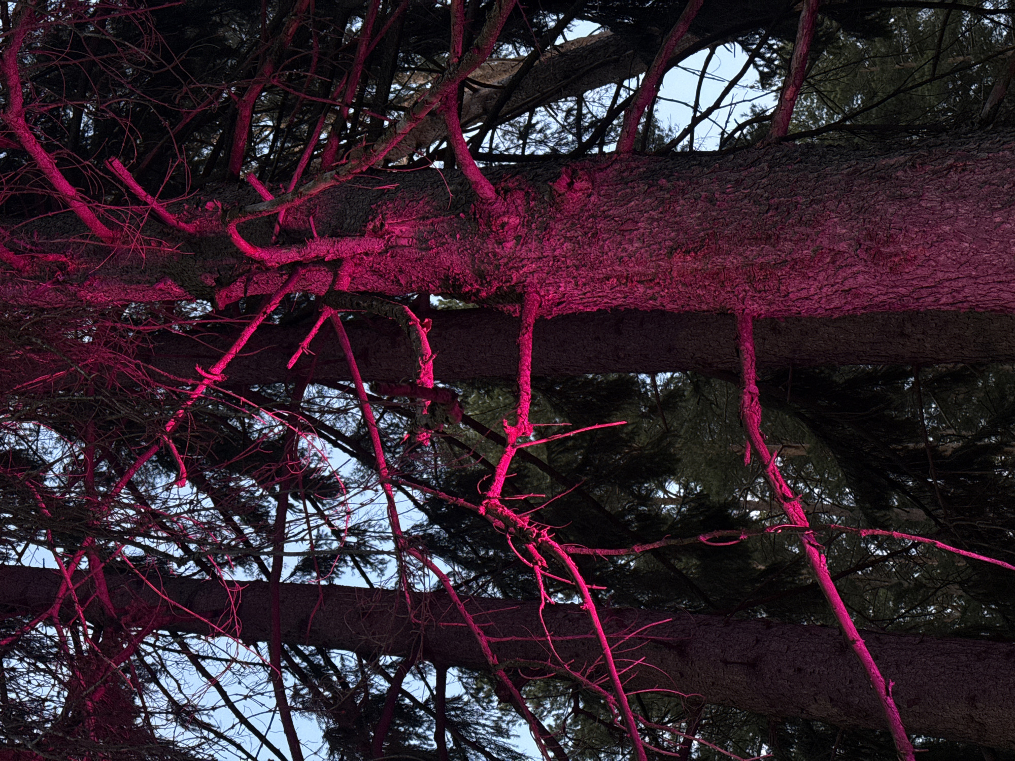 The image captures a vibrant and surreal view of a dense forest canopy, with several large tree trunks and branches dramatically illuminated in an intense magenta or deep pink light. The perspective is looking upwards into the trees, where robust, textured bark of the main trunks and numerous smaller branches are brightly lit, creating a striking contrast against the darker, shadowed parts of the foliage and the visible sky.
The artificial pink light highlights the intricate network of branches, making them appear almost sculptural. Darker areas reveal the needle-like foliage characteristic of coniferous trees, possibly pines or spruces. The background shows glimpses of a lighter, overcast sky, suggesting the photograph was taken at dusk or night when the ambient light is low enough for the pink illumination to be highly effective and dominant.
There are no people or specific events depicted, but the lighting suggests an intentional display, perhaps an art installation or festive decoration. The scene is located in Votkinsk, Russia. The overall mood is one of dramatic beauty and otherworldly enchantment, transforming a natural environment into a captivating spectacle of color. No text is visible in the image.
