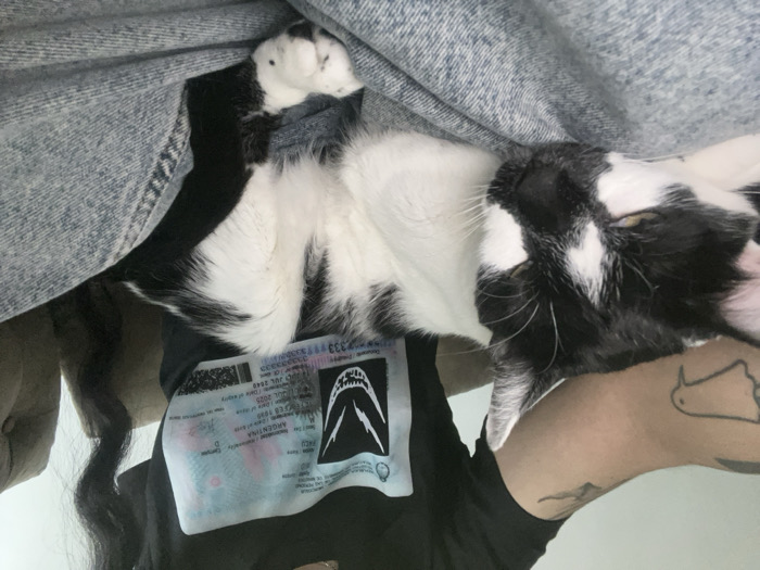 A black and white cat rests on a person's chest, covered by a light denim jacket. The person wears a black t-shirt featuring a graphic that resembles a shark or similar creature above an image of what looks like an Argentina ID card. Tattoos are visible on the person's arm, including one of a bird. Part of a beige, tufted chair is seen in the lower left corner. The image is taken from a slightly angled, close-up perspective.