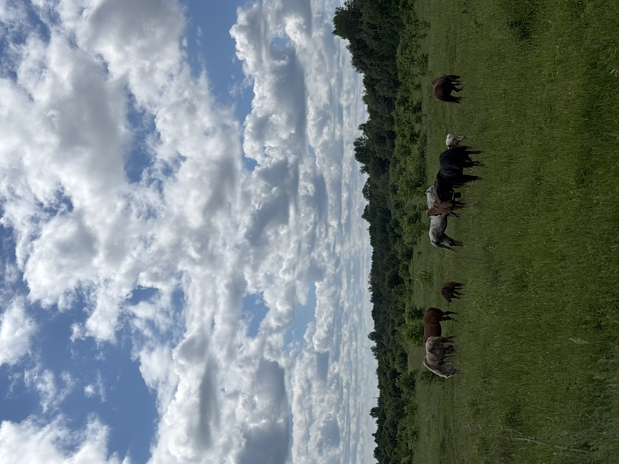 This is a photograph of a herd of horses grazing in a green field under a cloudy sky. The horses, of various colors including brown, white, and black, are scattered across the field, with some in the foreground and others further back. A few young foals are visible among the adults. The background features a dense line of green trees and a telecommunication tower peeking above the treeline. The sky is filled with a mix of white and gray clouds, with patches of blue sky visible. The image appears to be taken in a rural or natural setting, likely Noviy, Russia, given the context. There are no people or buildings immediately visible in the frame.