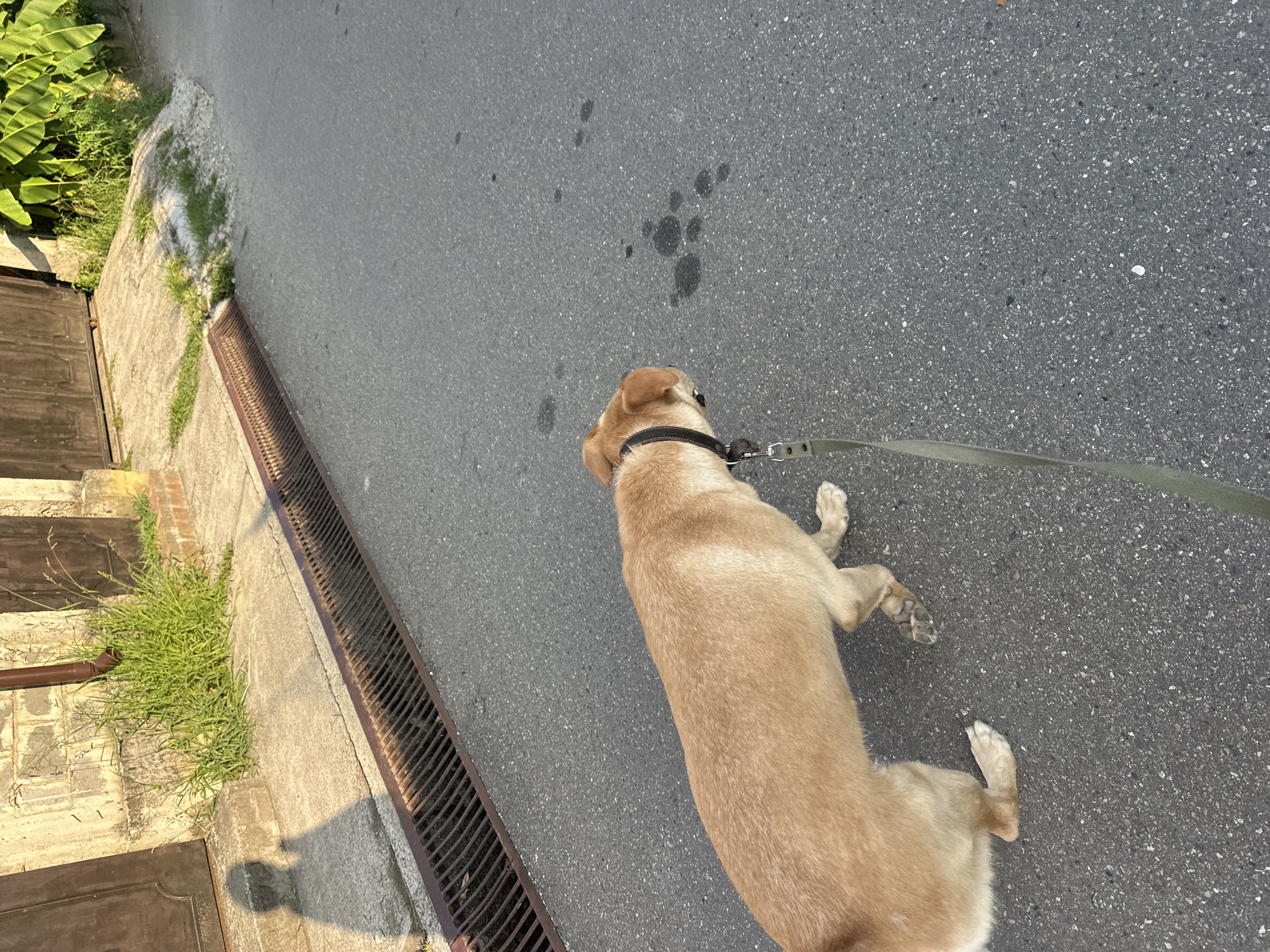 A tan dog wearing a dark collar and a green leash walks on an asphalt road next to a concrete sidewalk. A metal grate runs along the edge of the sidewalk. The dog's shadow is visible on the sidewalk, cast by a person holding the leash. In the background, a building with a brown door and some green plants are visible. The scene appears to be a residential street.