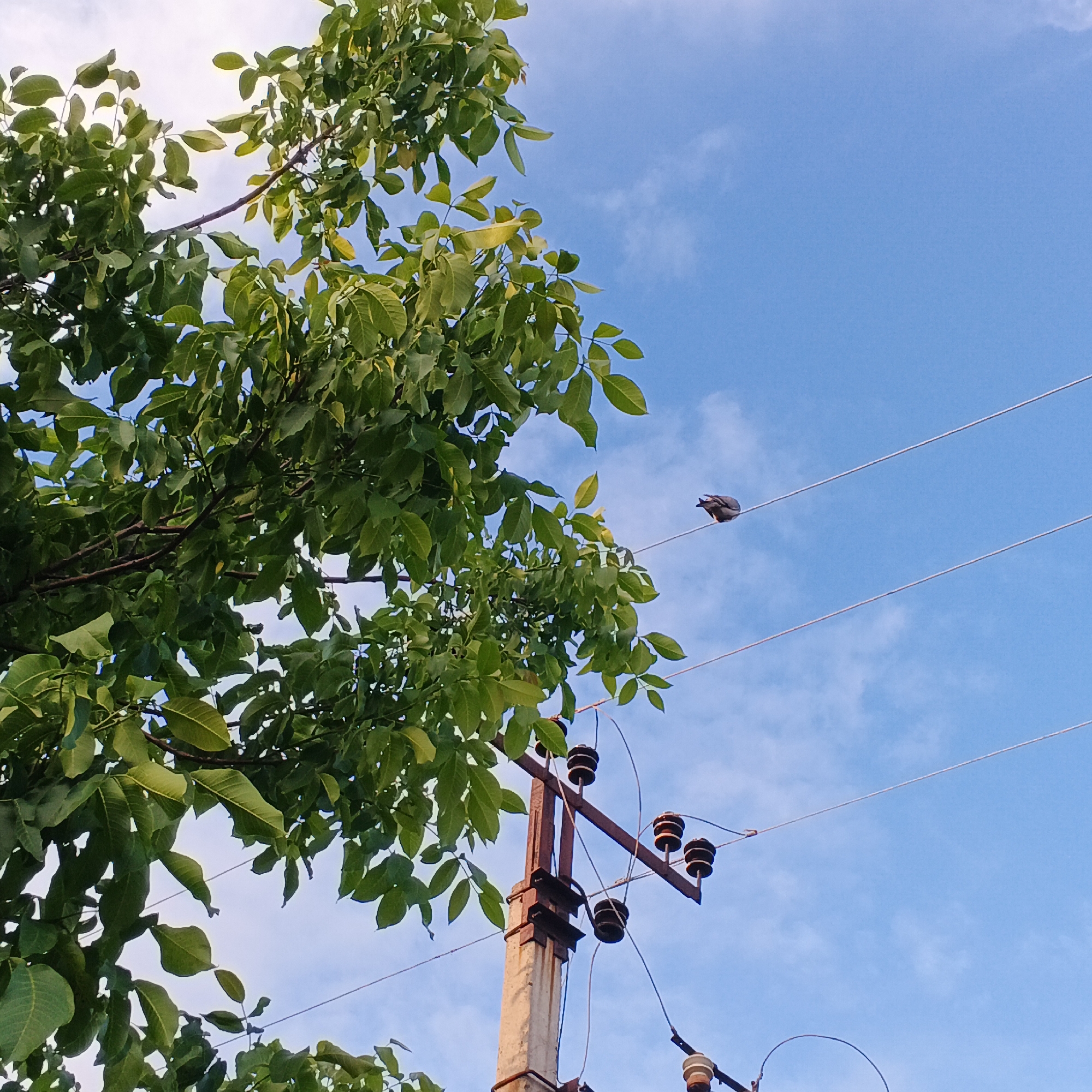 In Smila, Ukraine, a pigeon is perched on a power line against a bright blue sky with scattered white clouds. The pigeon is positioned towards the right side of the frame, facing left. To the left of the power lines, a large tree with vibrant green leaves occupies a significant portion of the image. A utility pole with ceramic insulators is visible below the power lines, connecting them to the ground. The scene appears to be outdoors during daylight.